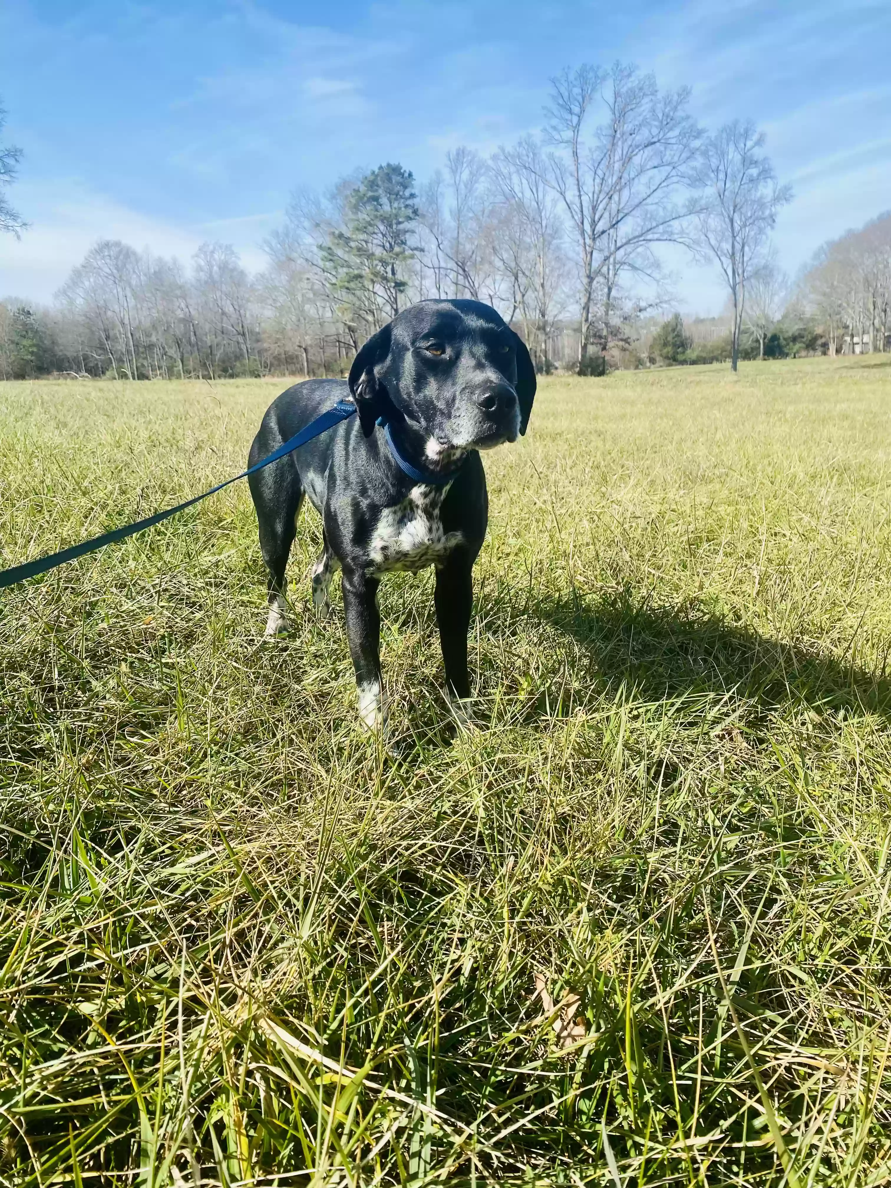 adoptable Dog in Danielsville,GA named Sadie