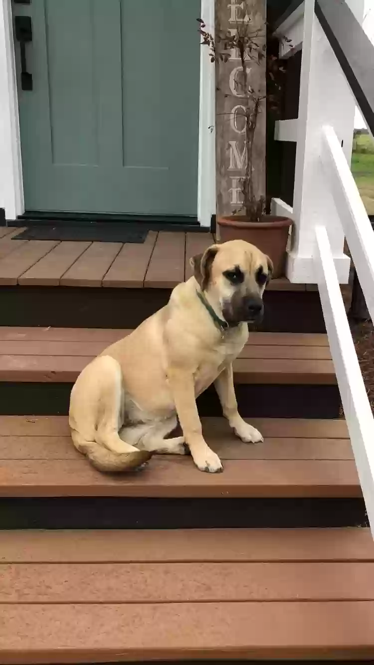 adoptable Dog in Cordele,GA named Stella