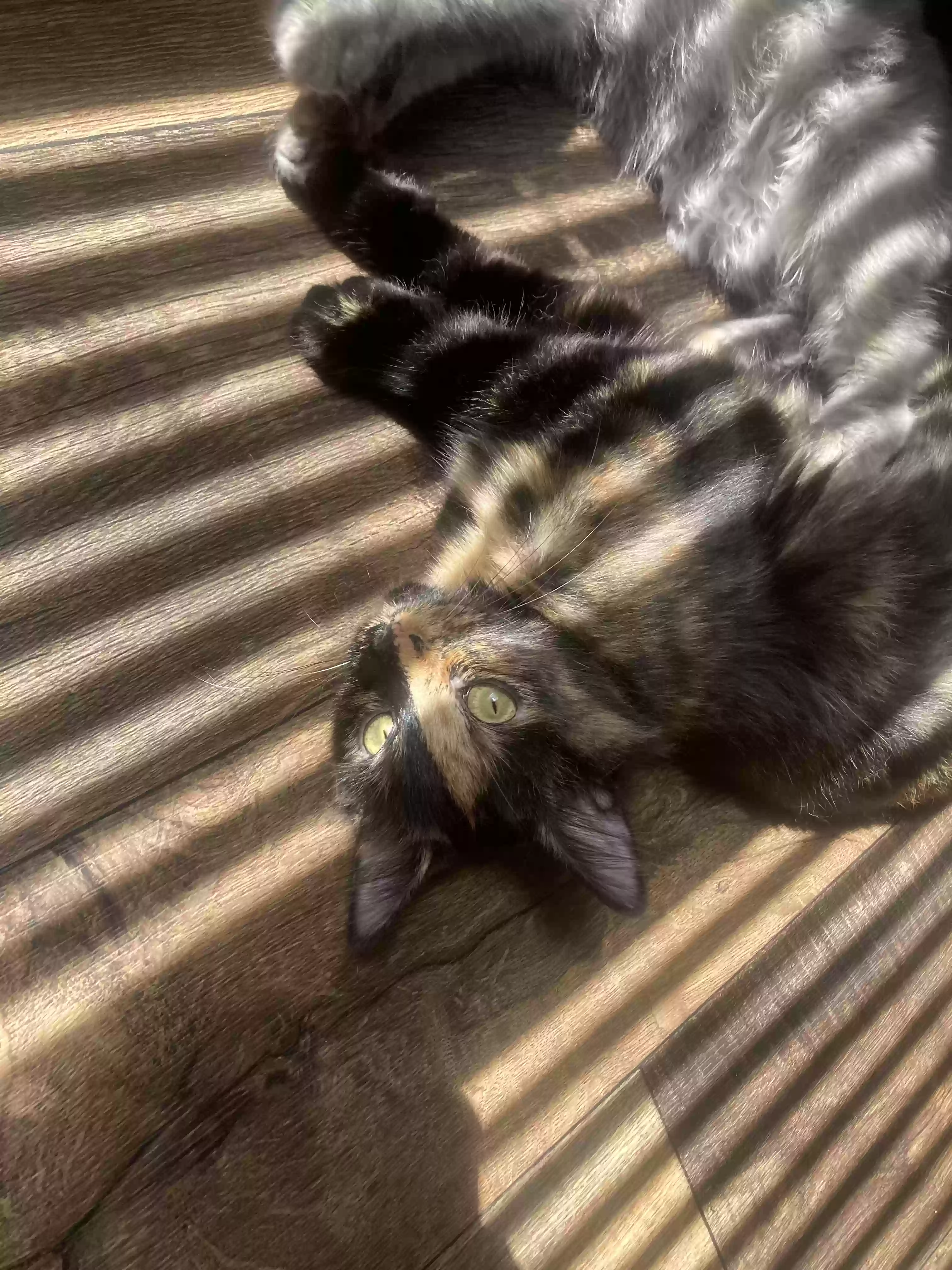 adoptable Cat in Douglasville,GA named lino