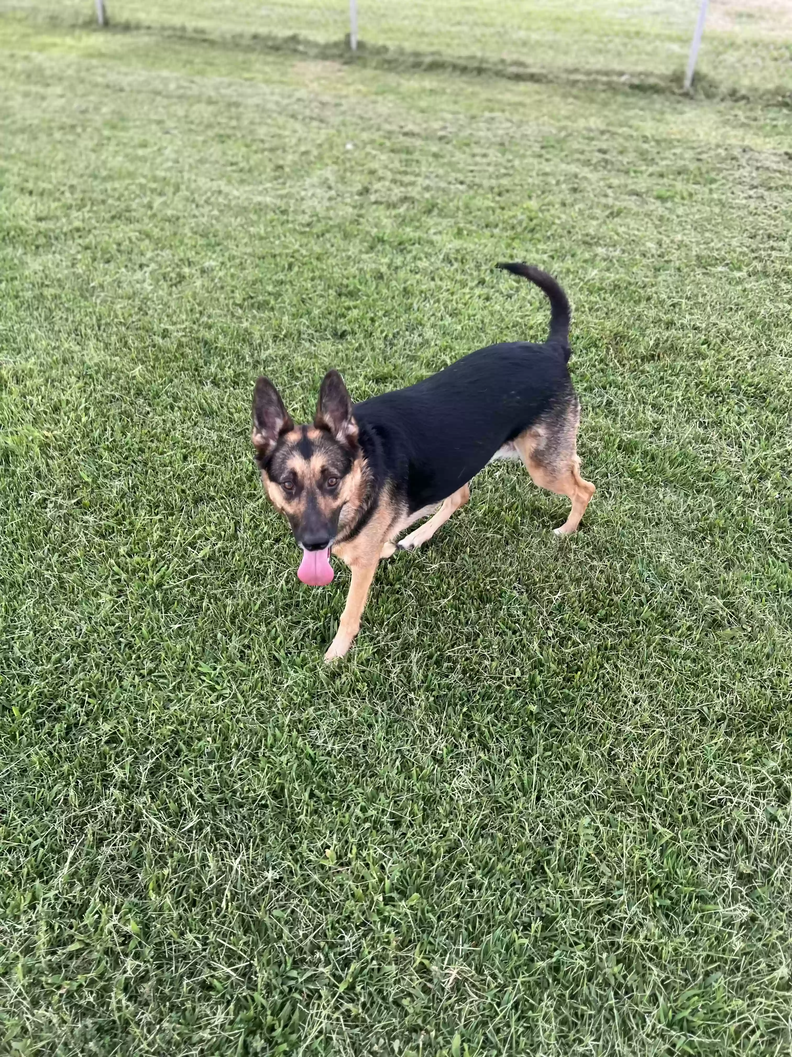 adoptable Dog in El Paso,TX named Bella