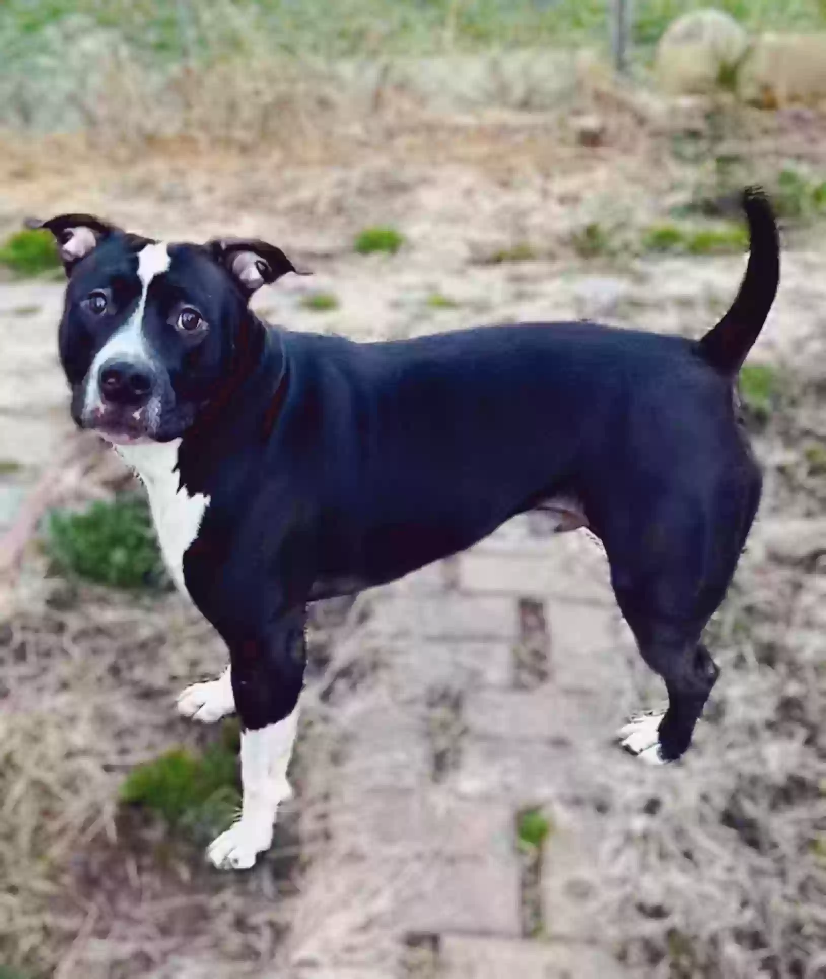adoptable Dog in Bayonne,NJ named Ozzie