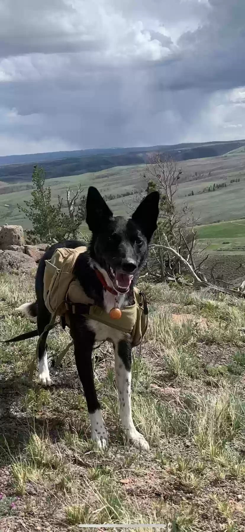 adoptable Dog in Laramie,WY named Apollo