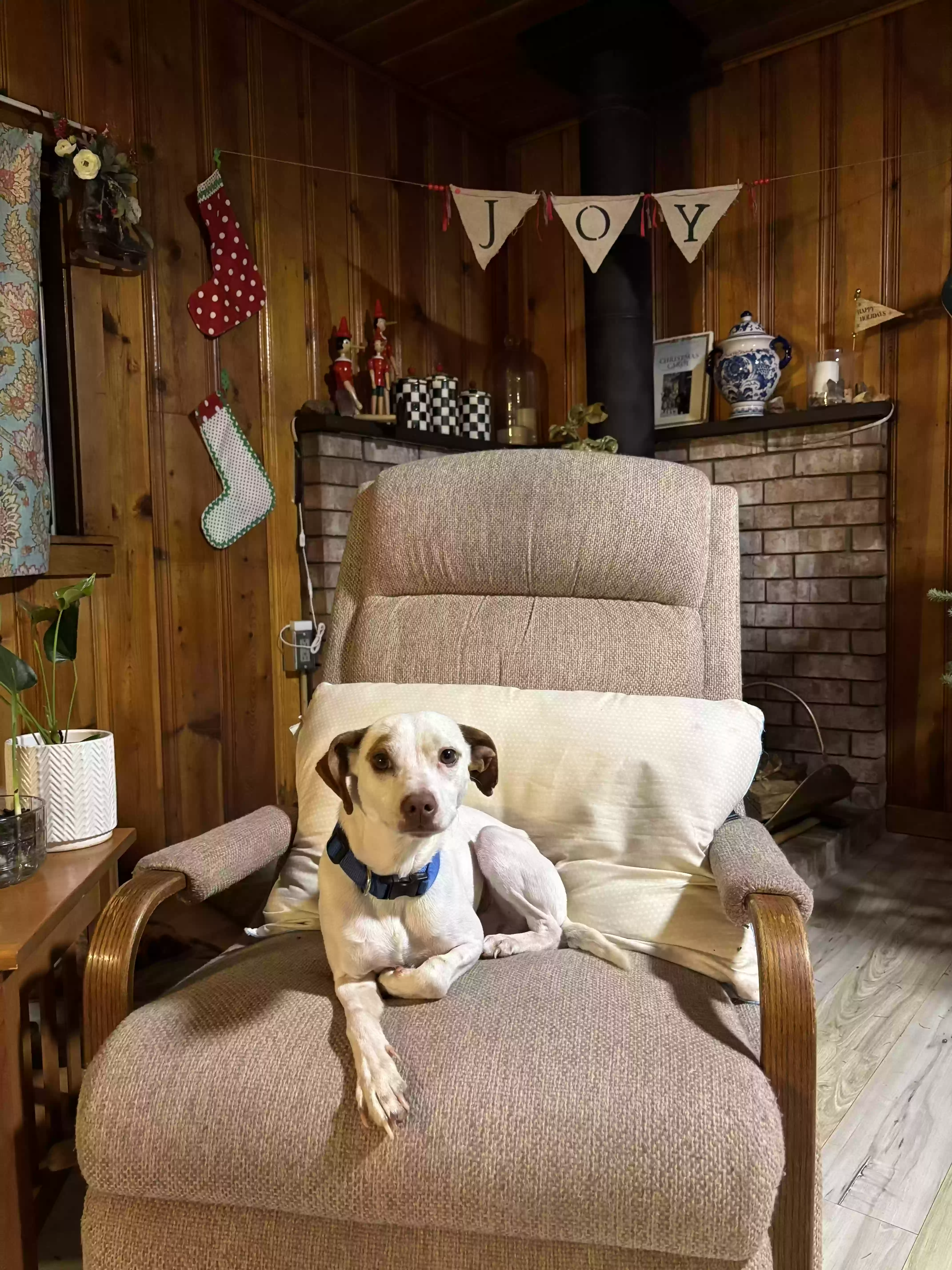 adoptable Dog in Dewey,AZ named Frank