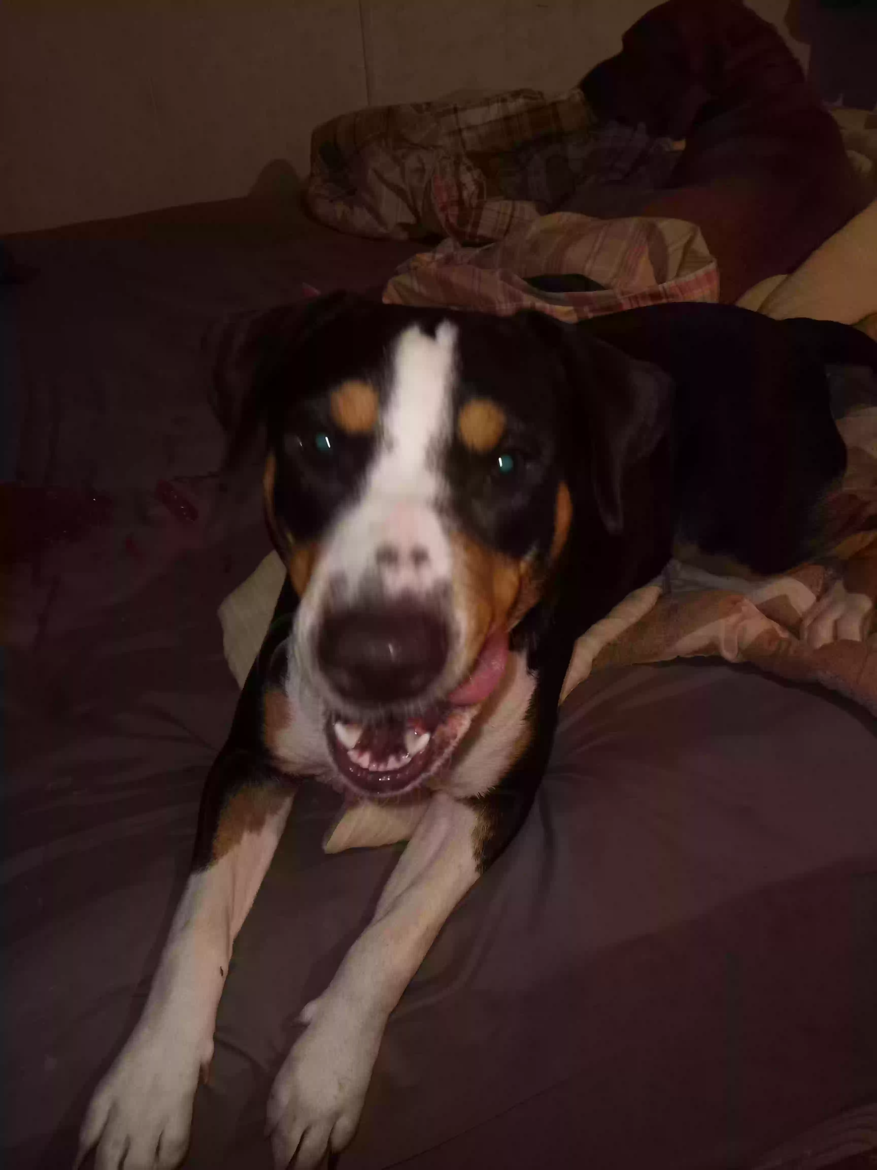 adoptable Dog in Springfield,MO named Marley