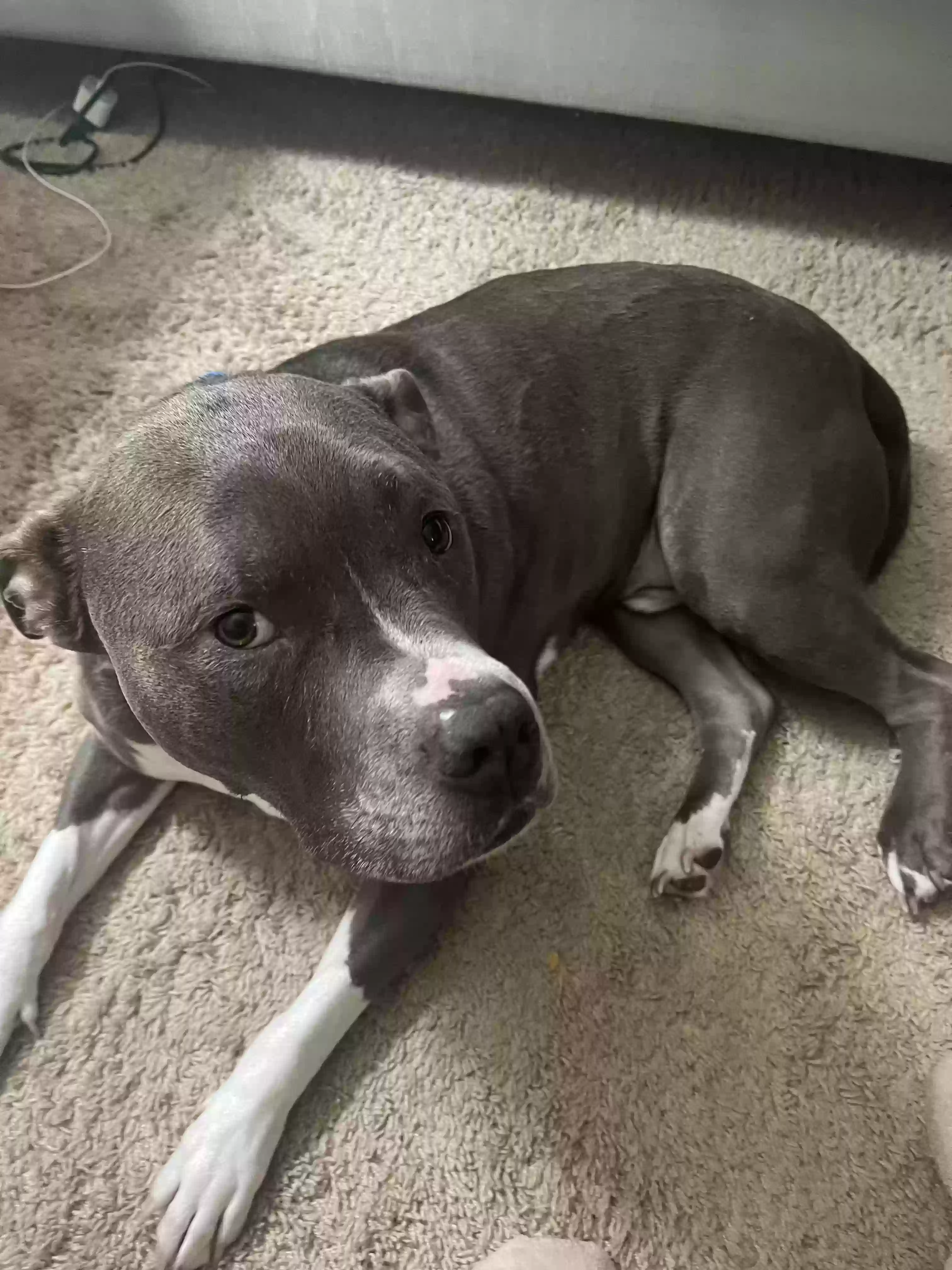 adoptable Dog in Dallas,GA named Cloud
