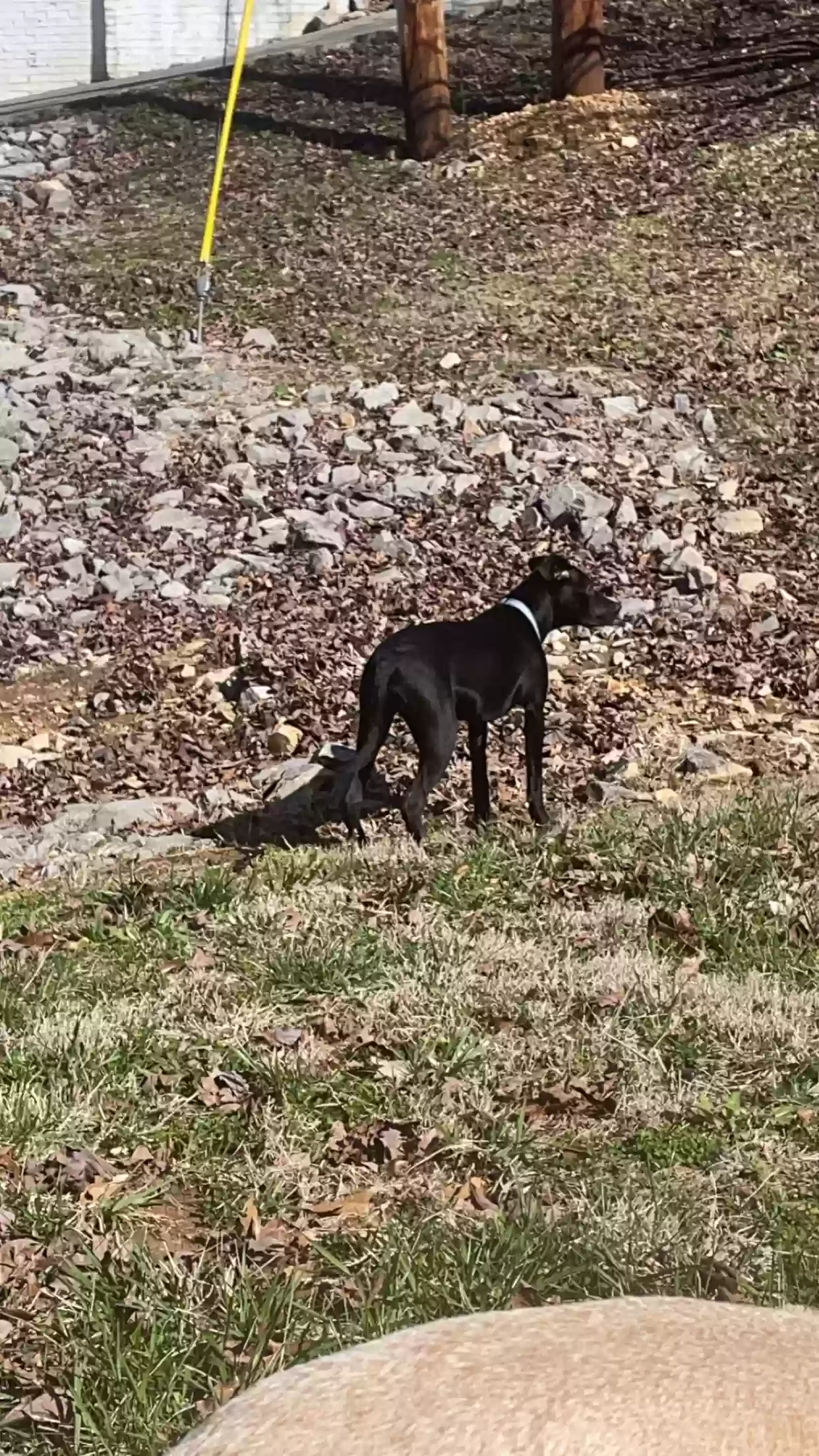 adoptable Dog in Dover,TN named Coco
