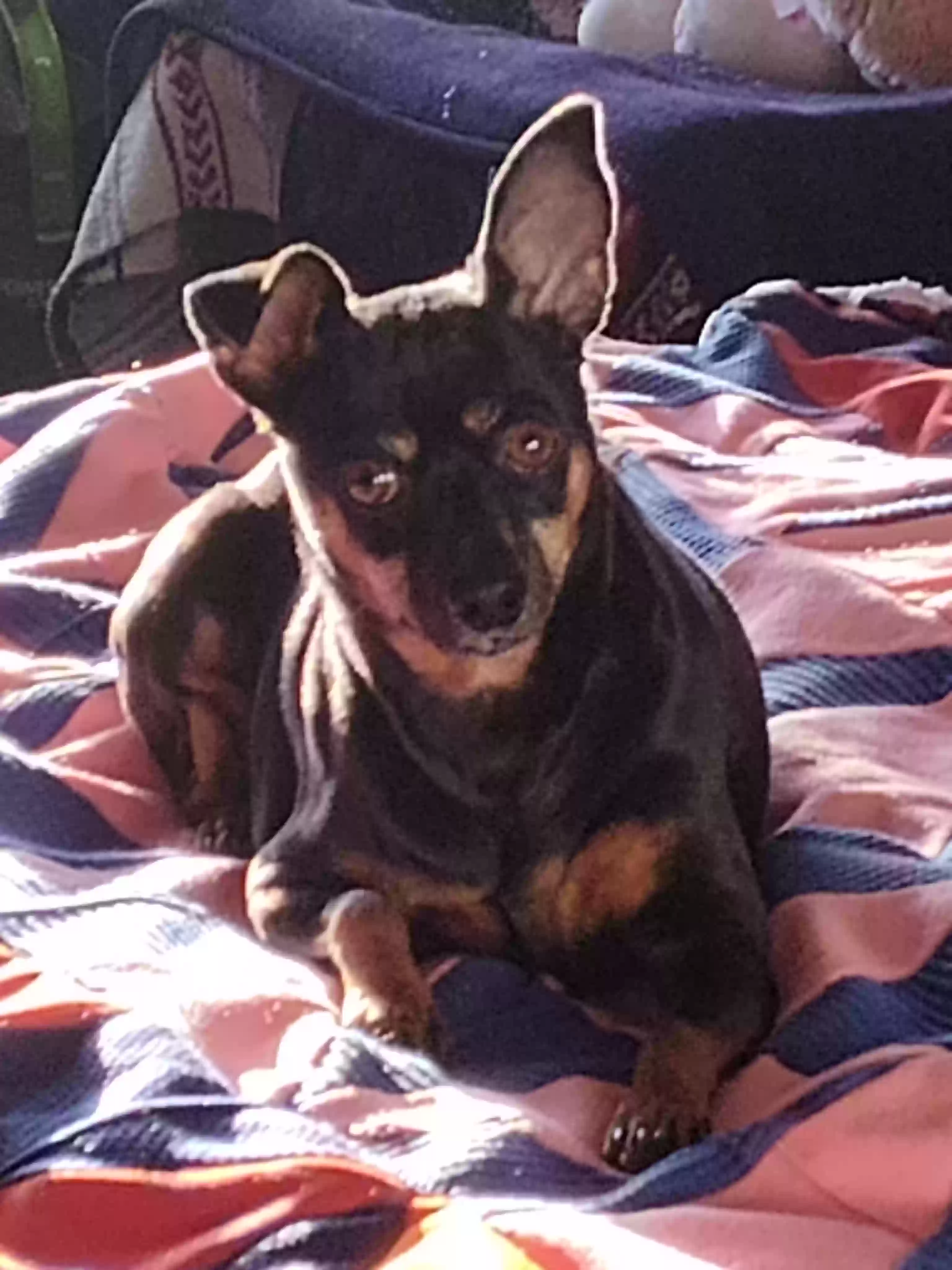 adoptable Dog in Albuquerque,NM named ROWDY