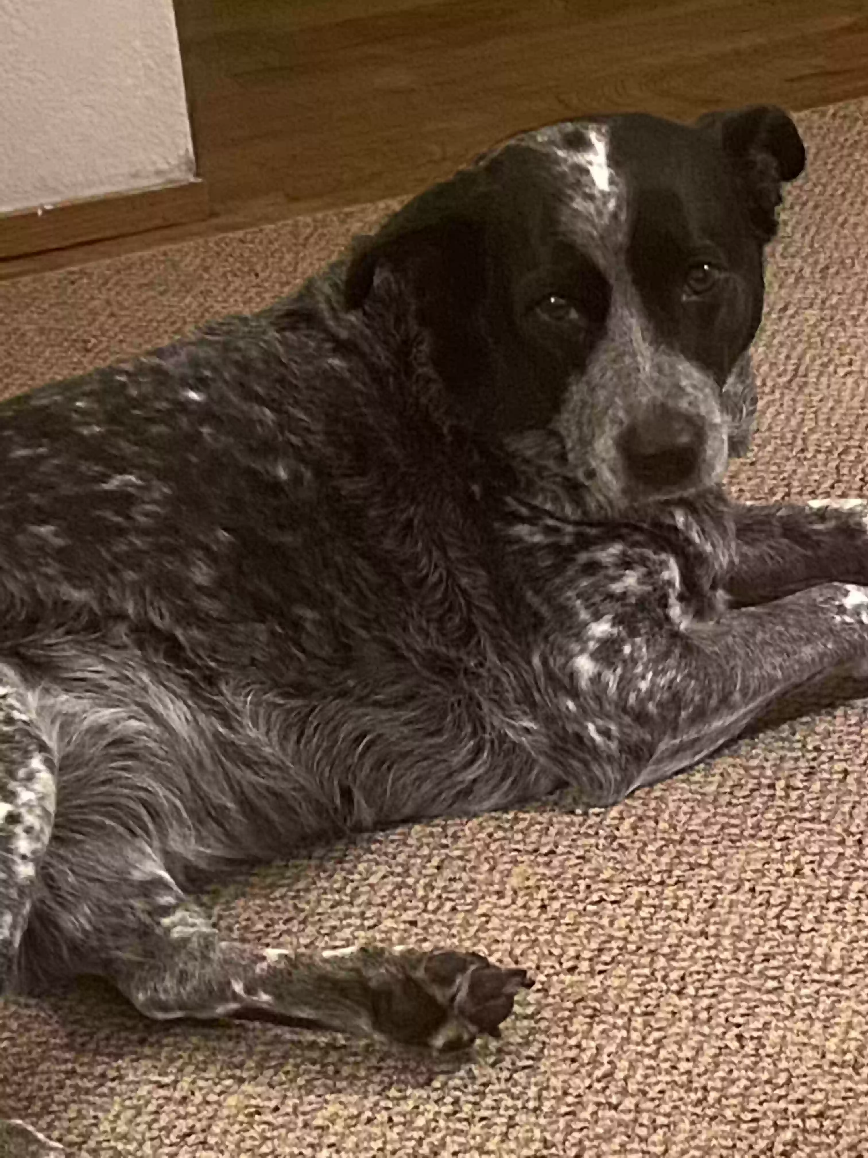 adoptable Dog in Mckinleyville,CA named Dixie