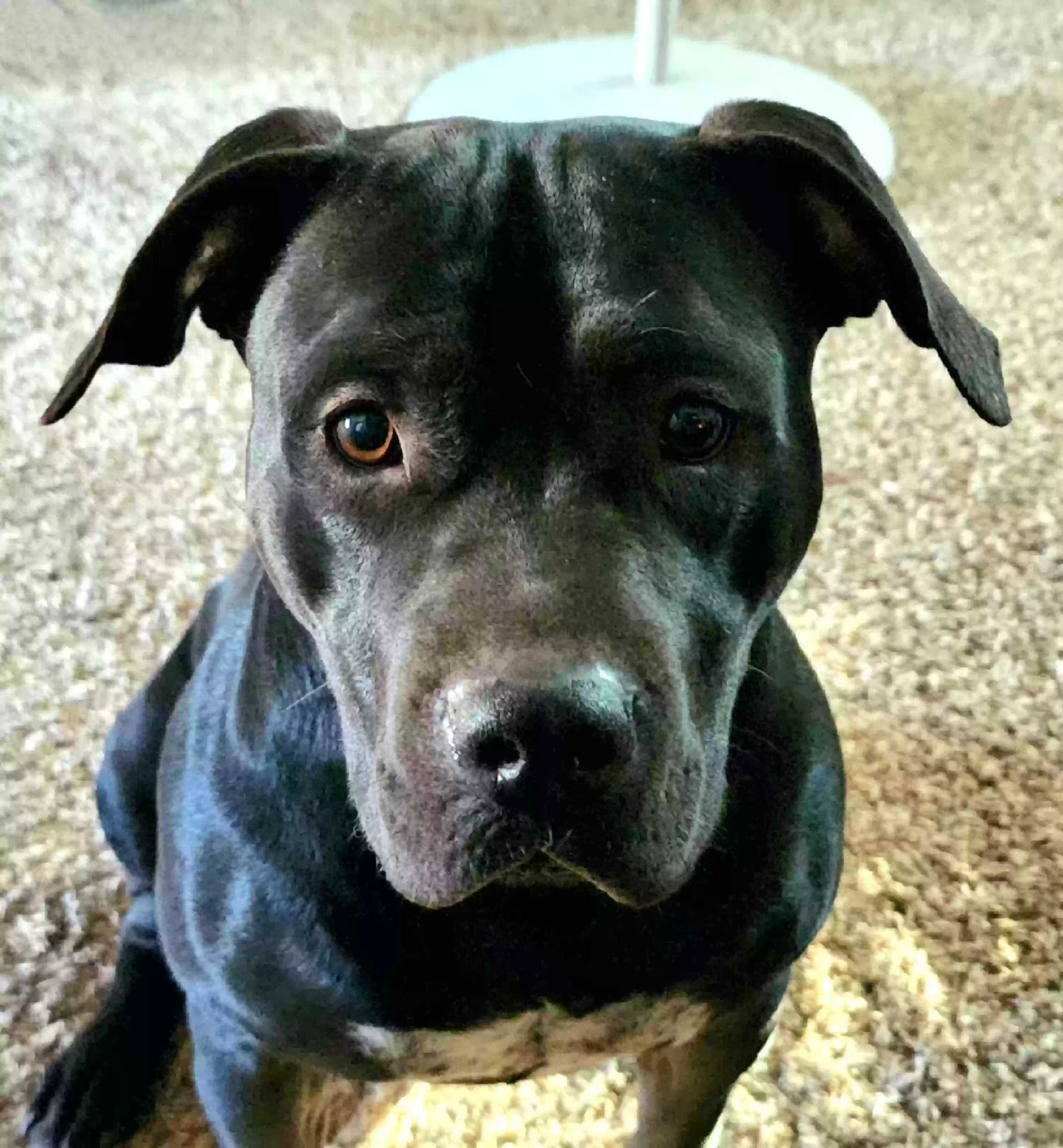 adoptable Dog in Colorado Springs,CO named Leah