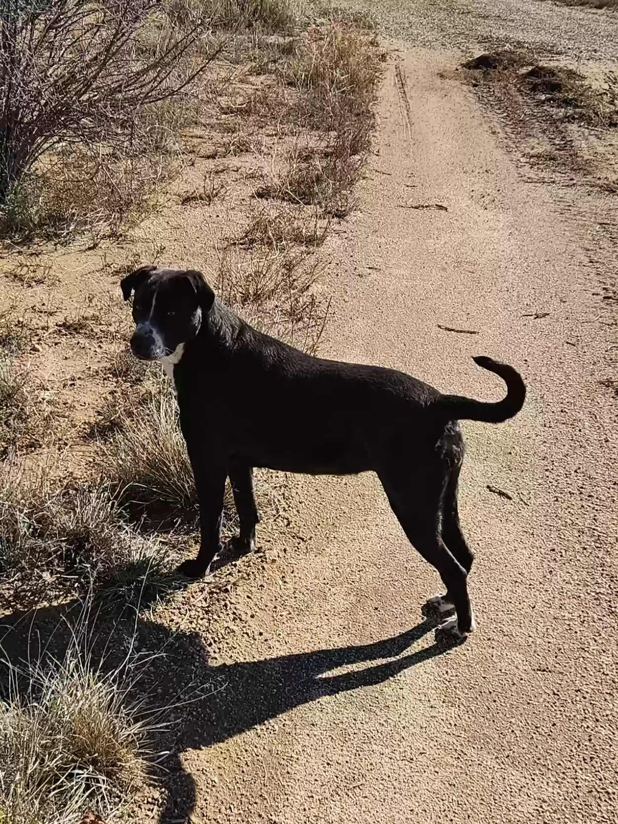 adoptable Dog in Cochise,AZ named Mandy