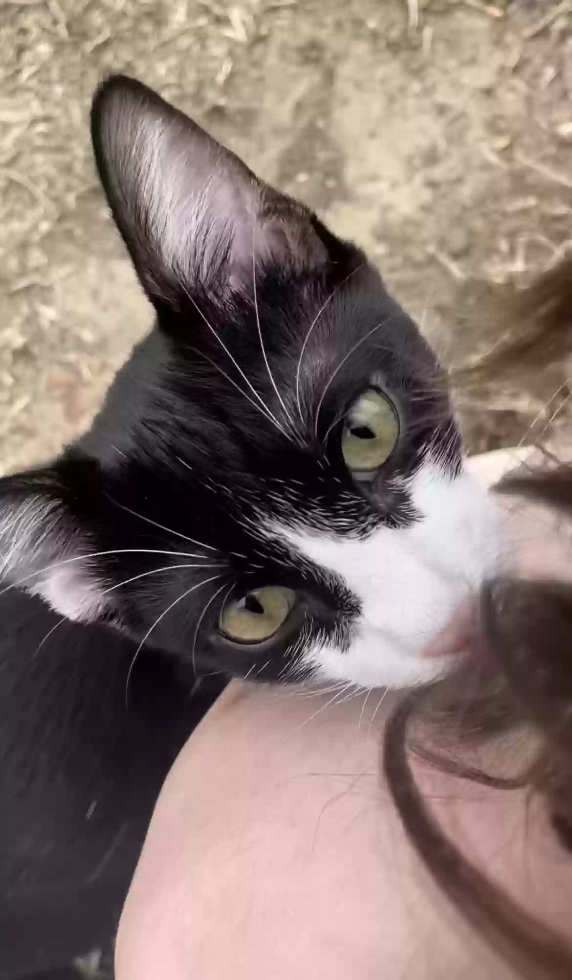 adoptable Cat in Tomball,TX named Oreo