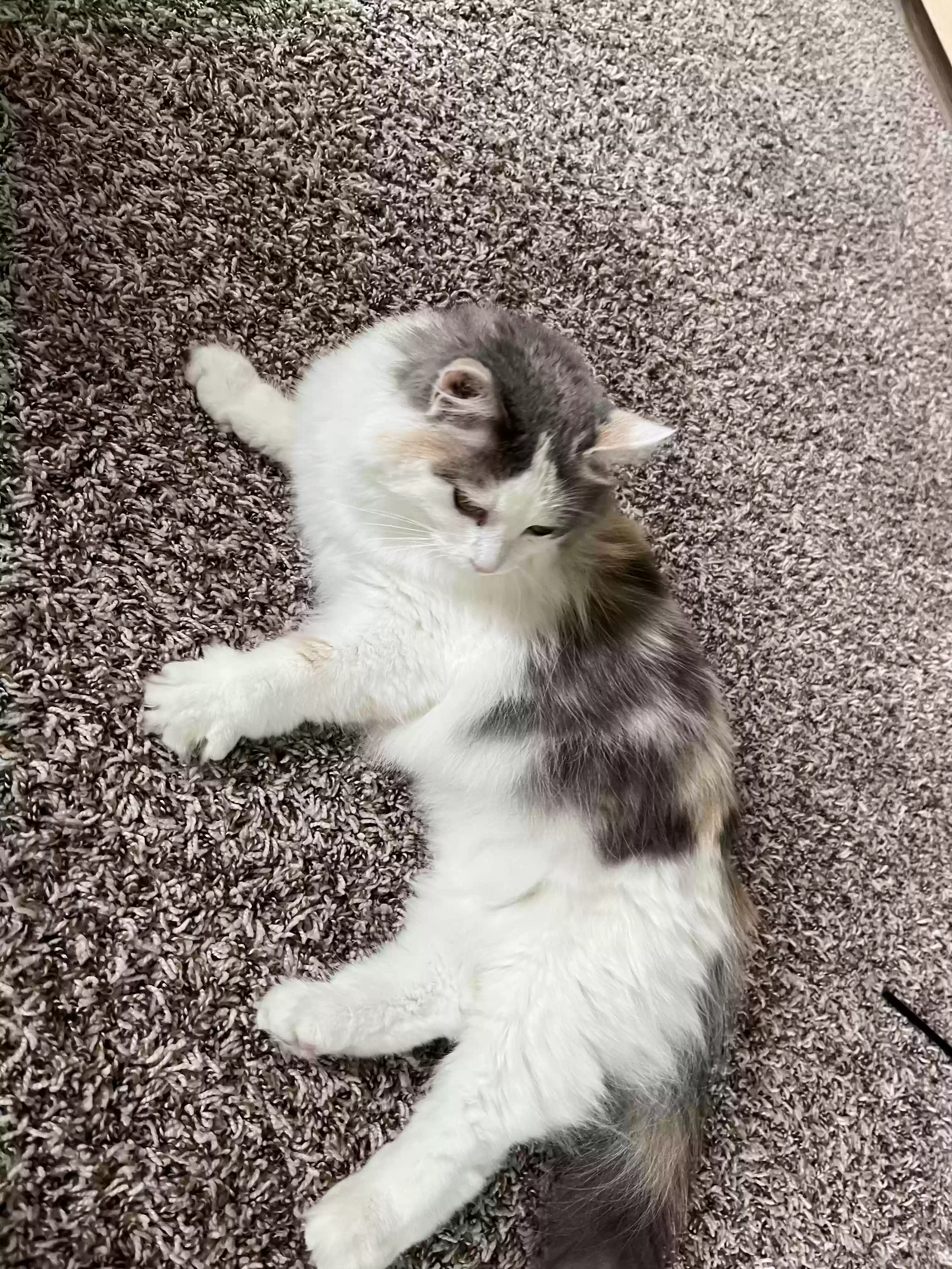 adoptable Cat in Denver,CO named Princess