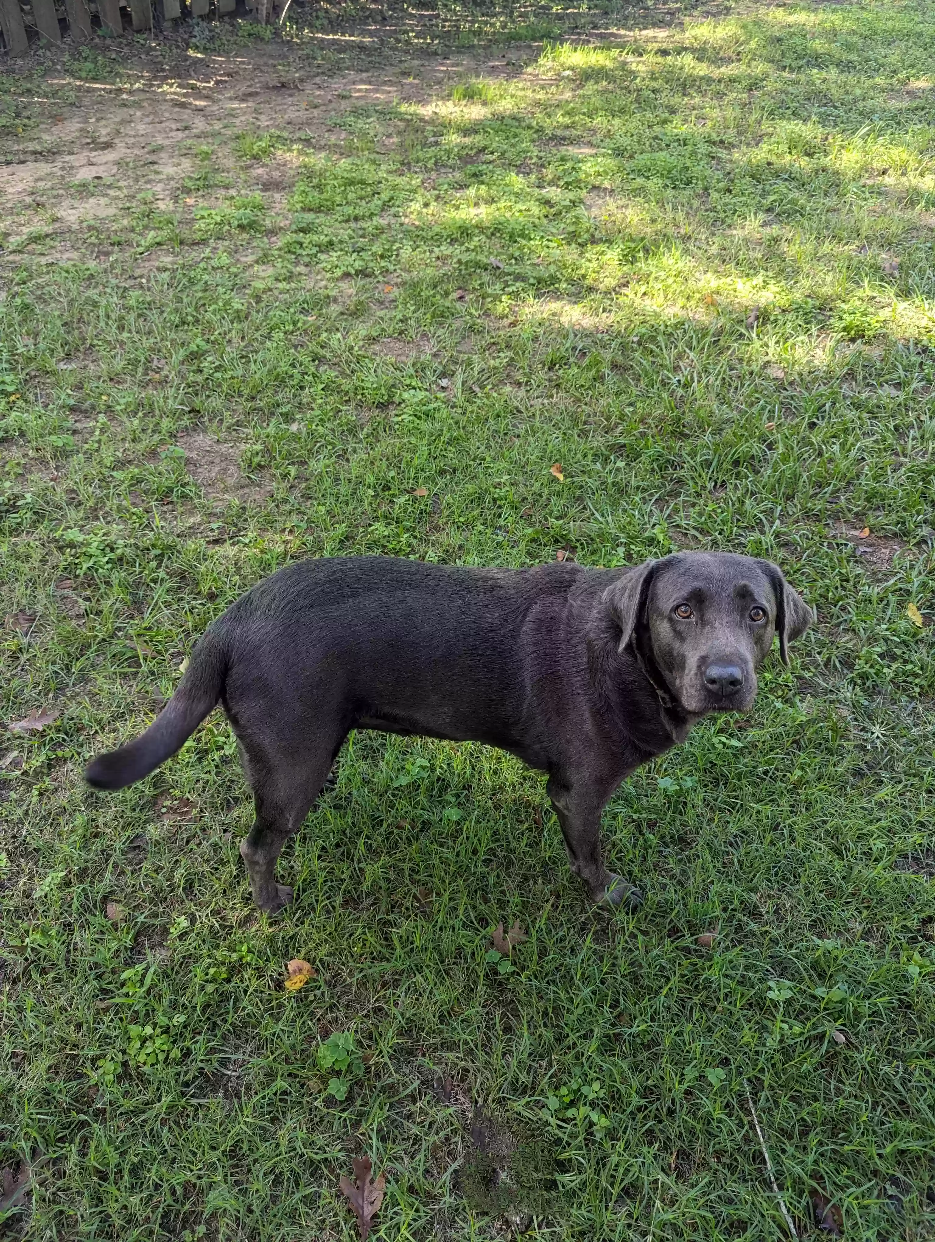 adoptable Dog in Porter,TX named Ellie Mae