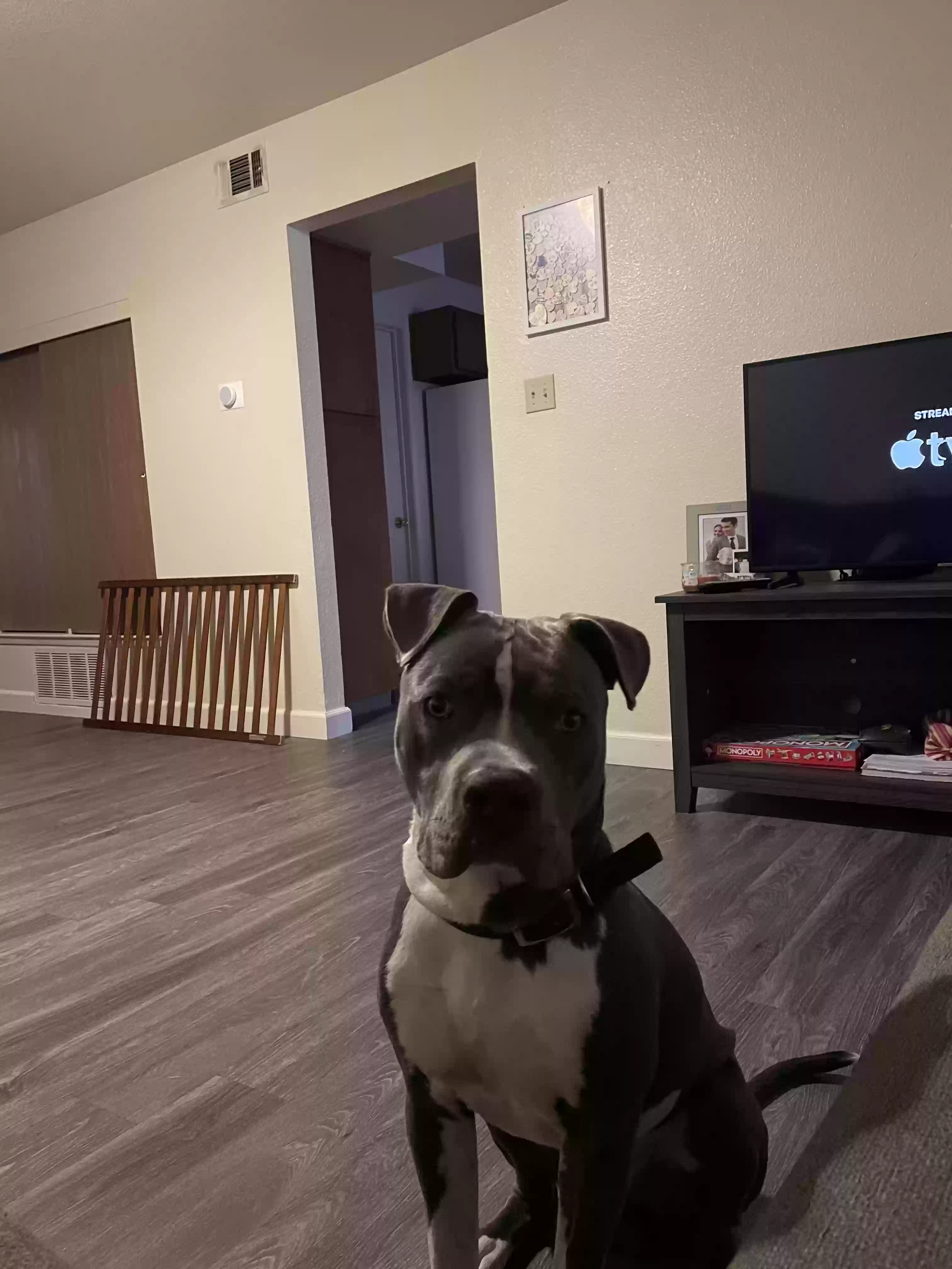 adoptable Dog in El Paso,TX named Major