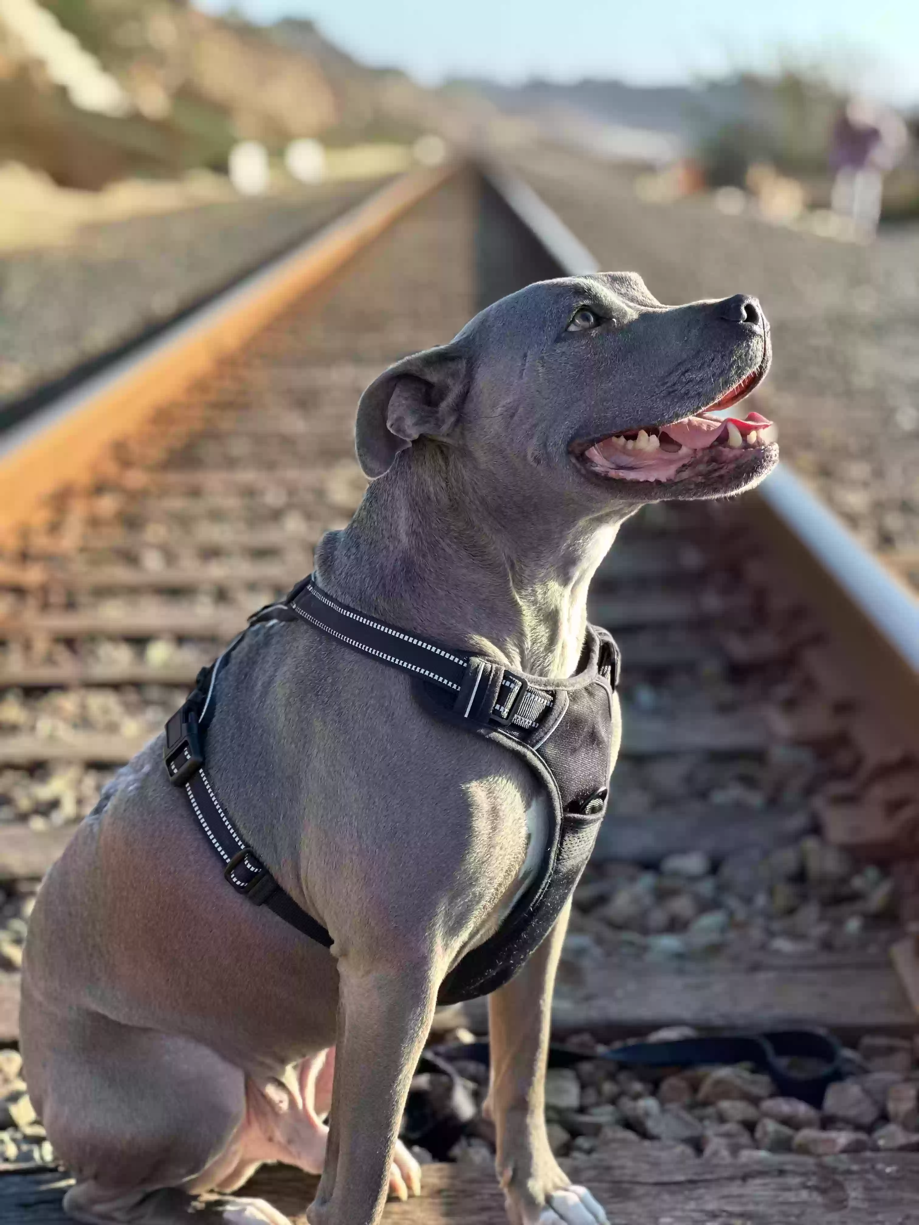 adoptable Dog in La Mesa,CA named Zeus