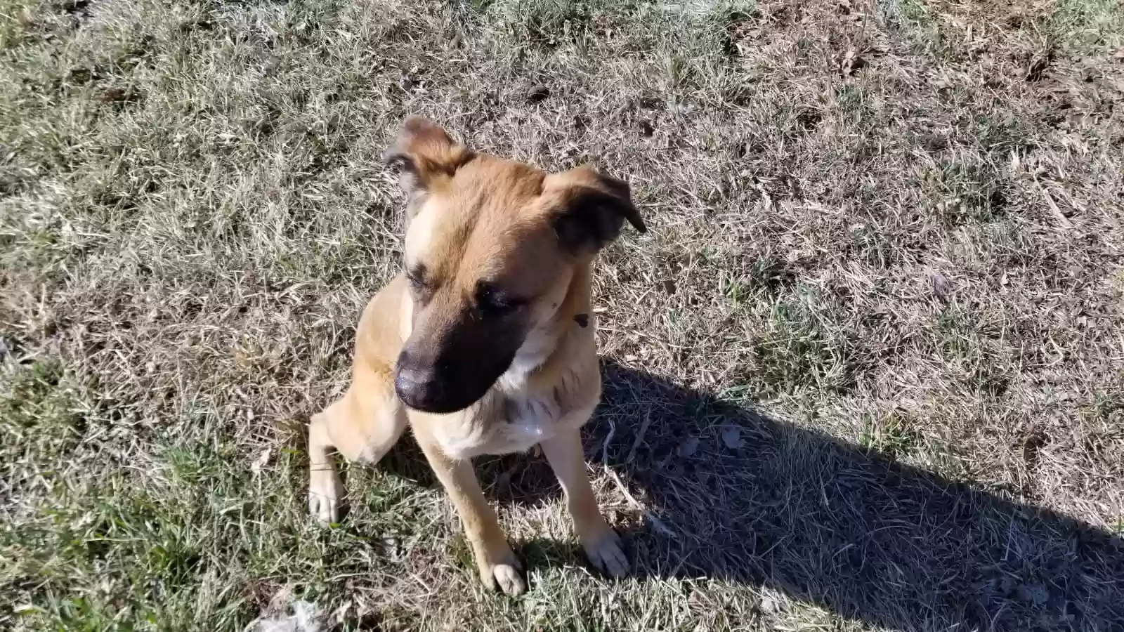 adoptable Dog in Owenton,KY named Cooper