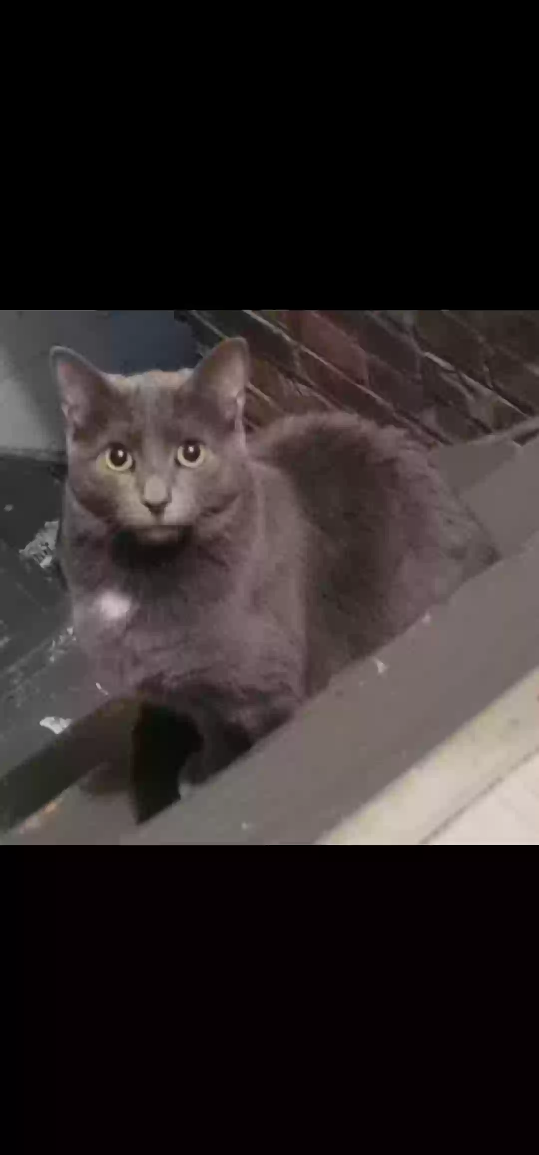 adoptable Cat in Akron,OH named Juniper
