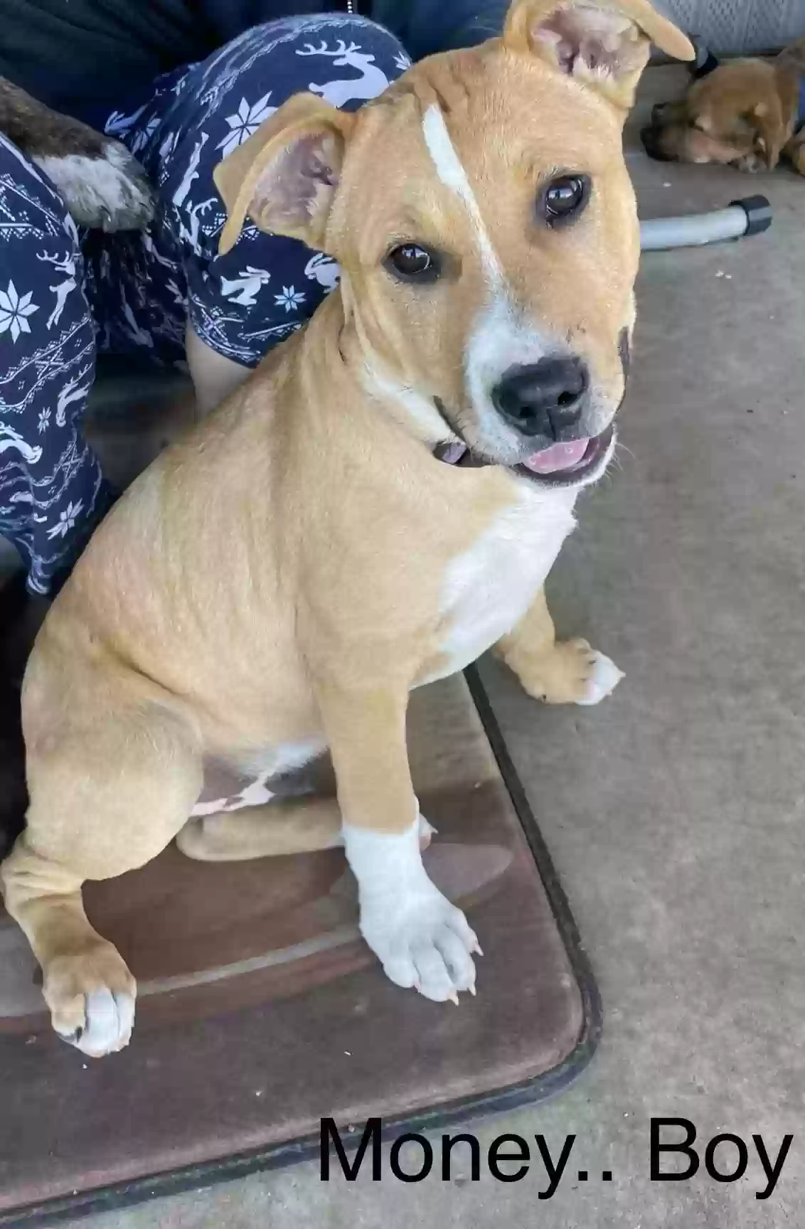 adoptable Dog in Moreauville,LA named Kodak, gmóney, colè