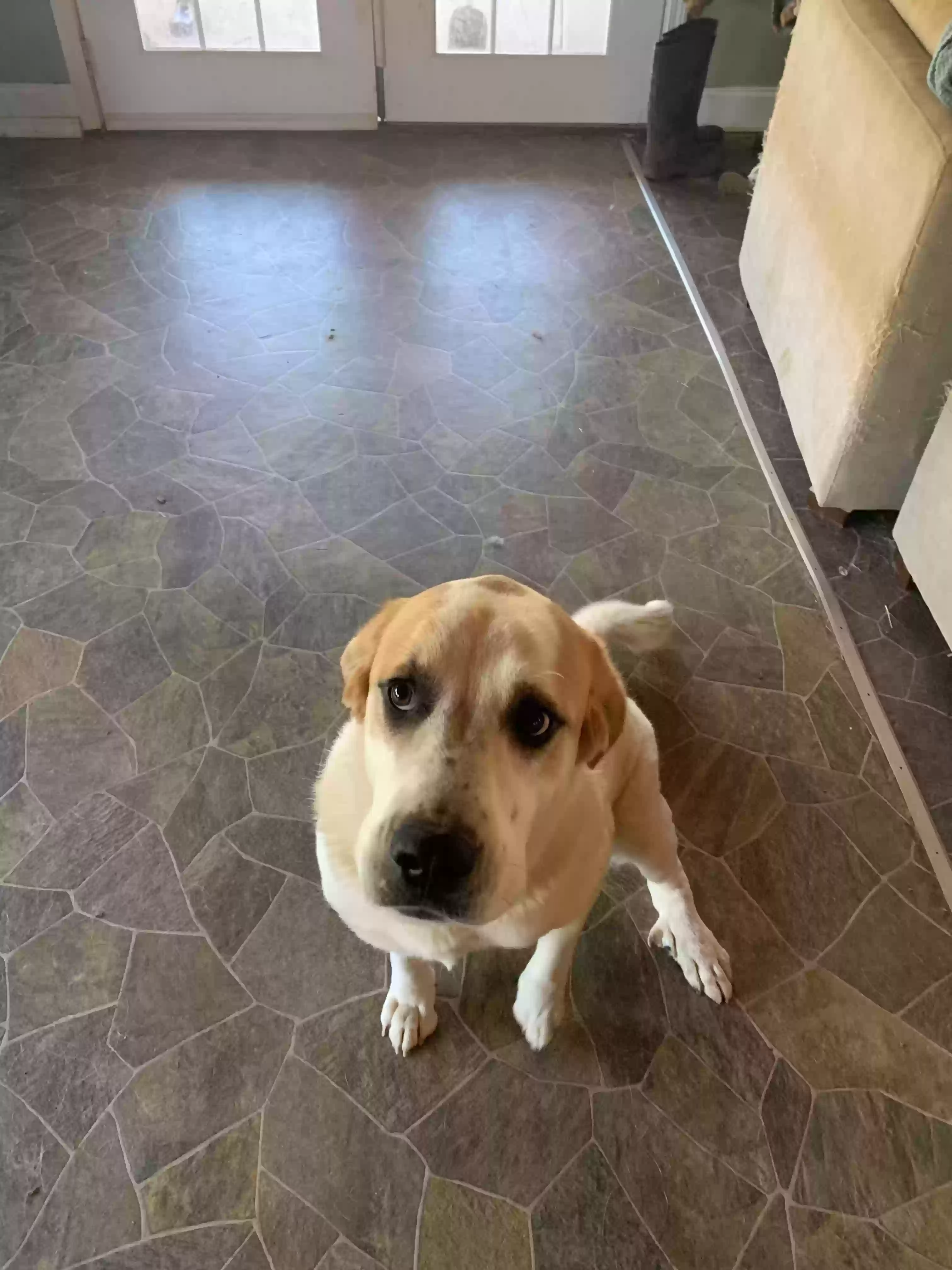 adoptable Dog in Winston,GA named Daisy
