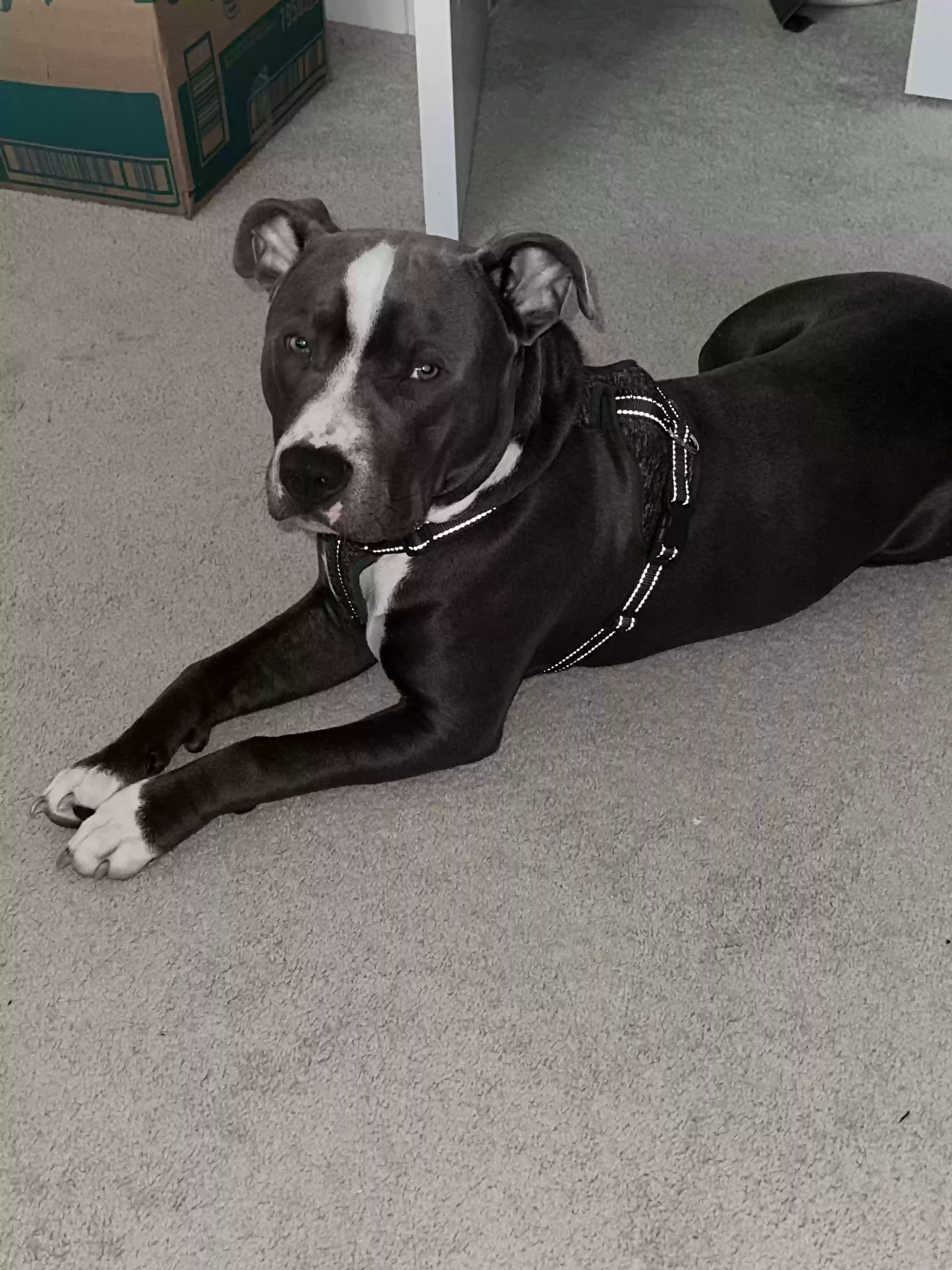adoptable Dog in Suwanee,GA named ZB