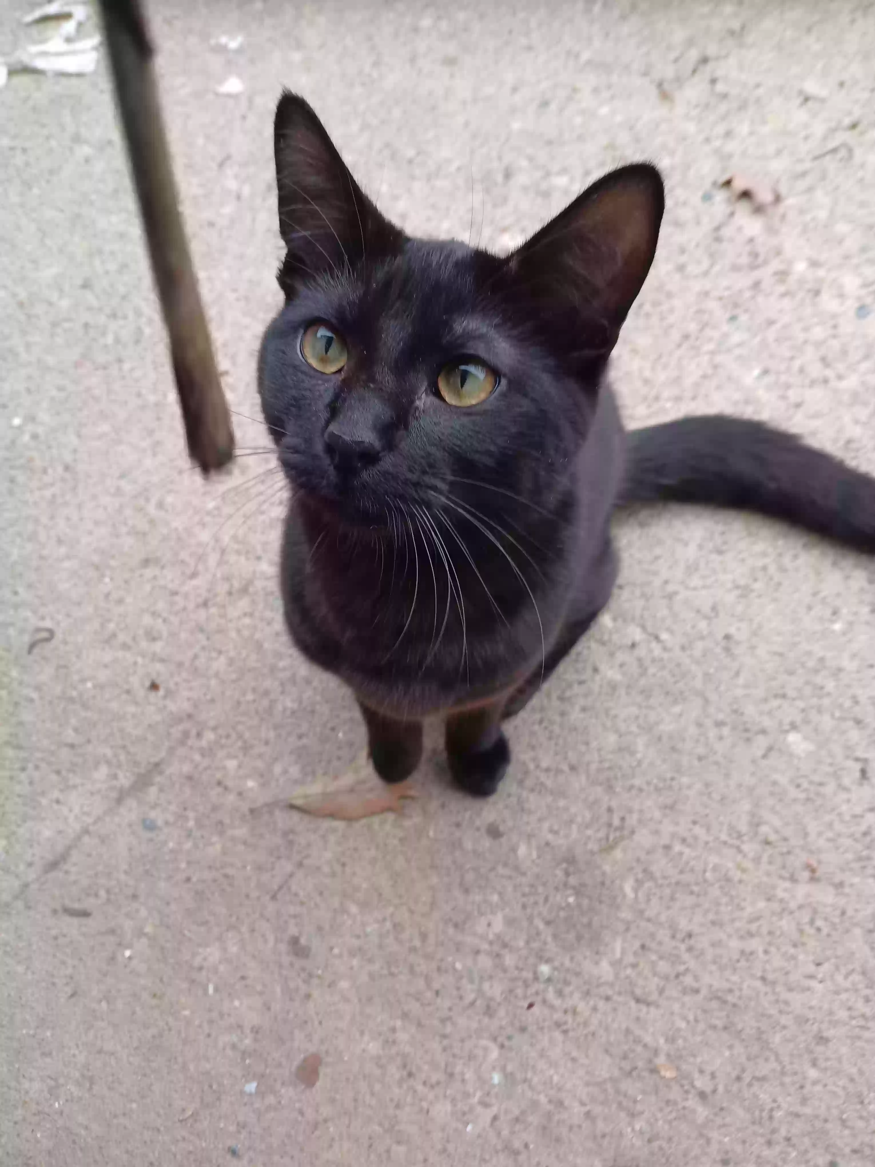 Indiana Craigslist Pets - esr0atj