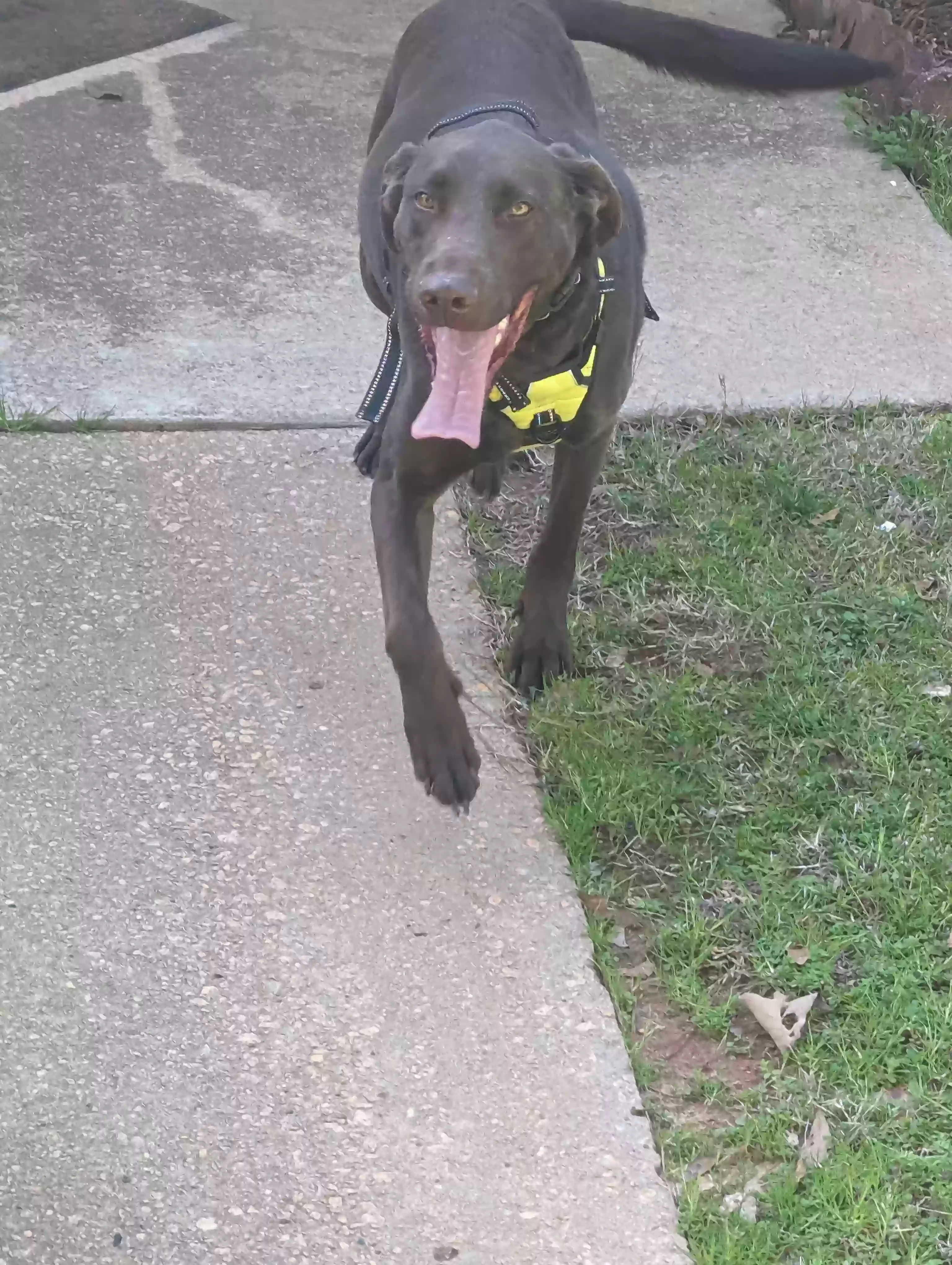 adoptable Dog in Mcdonough,GA named Coco