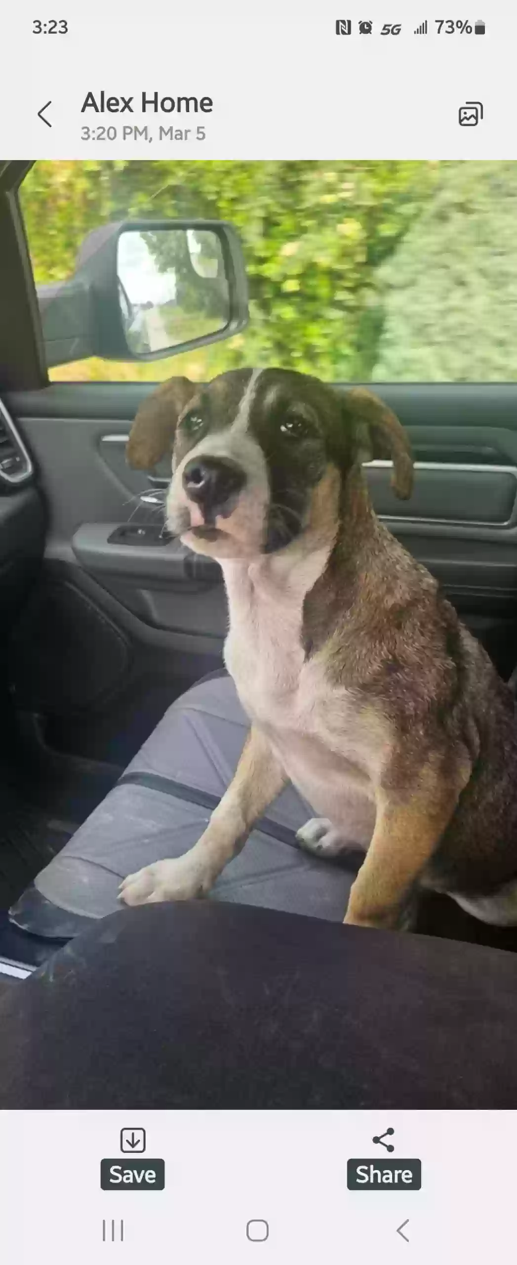 adoptable Dog in Hudson,FL named Heidi