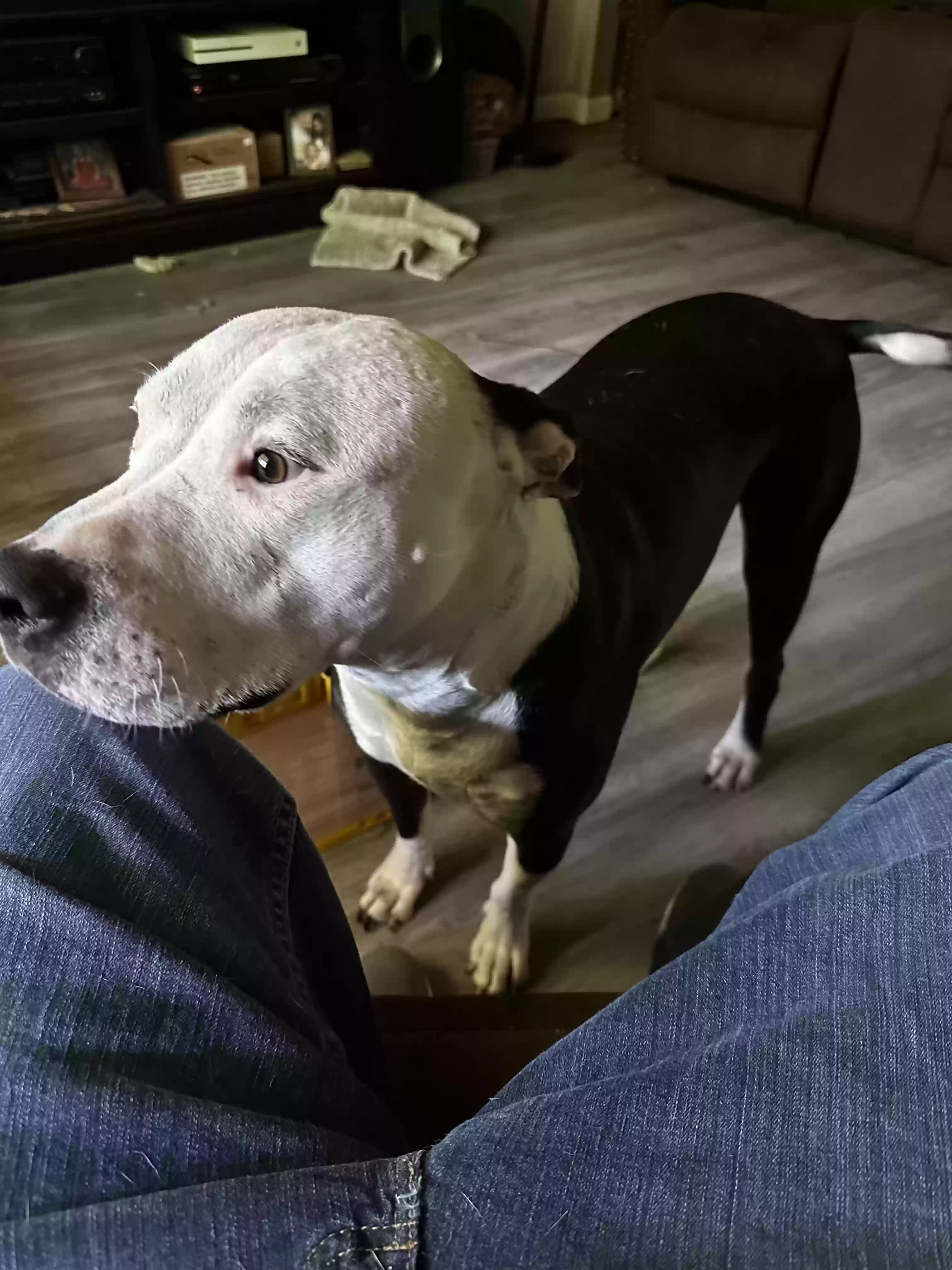 adoptable Dog in Dallas,GA named Chance