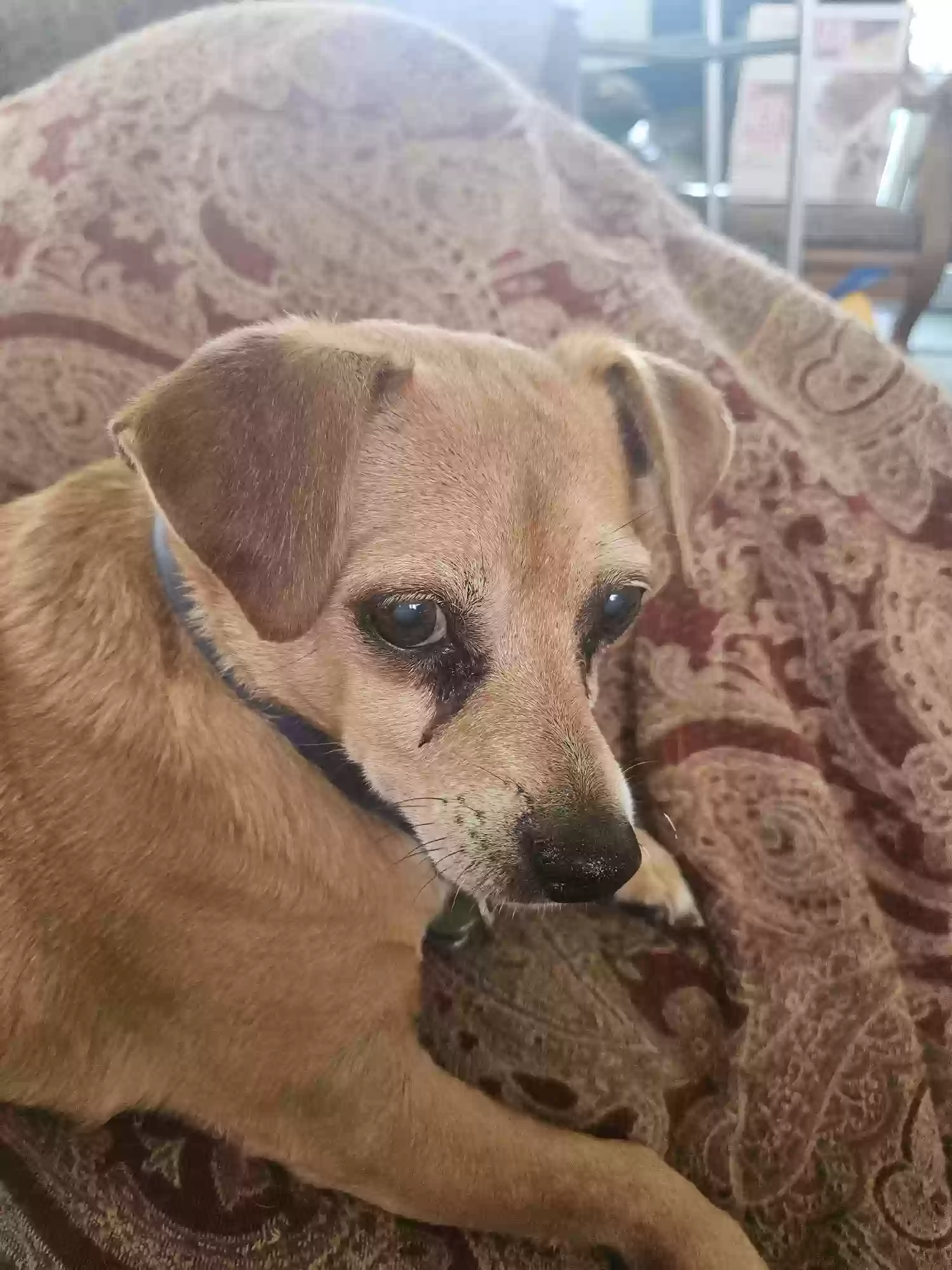 adoptable Dog in Long Beach,CA named Mickey
