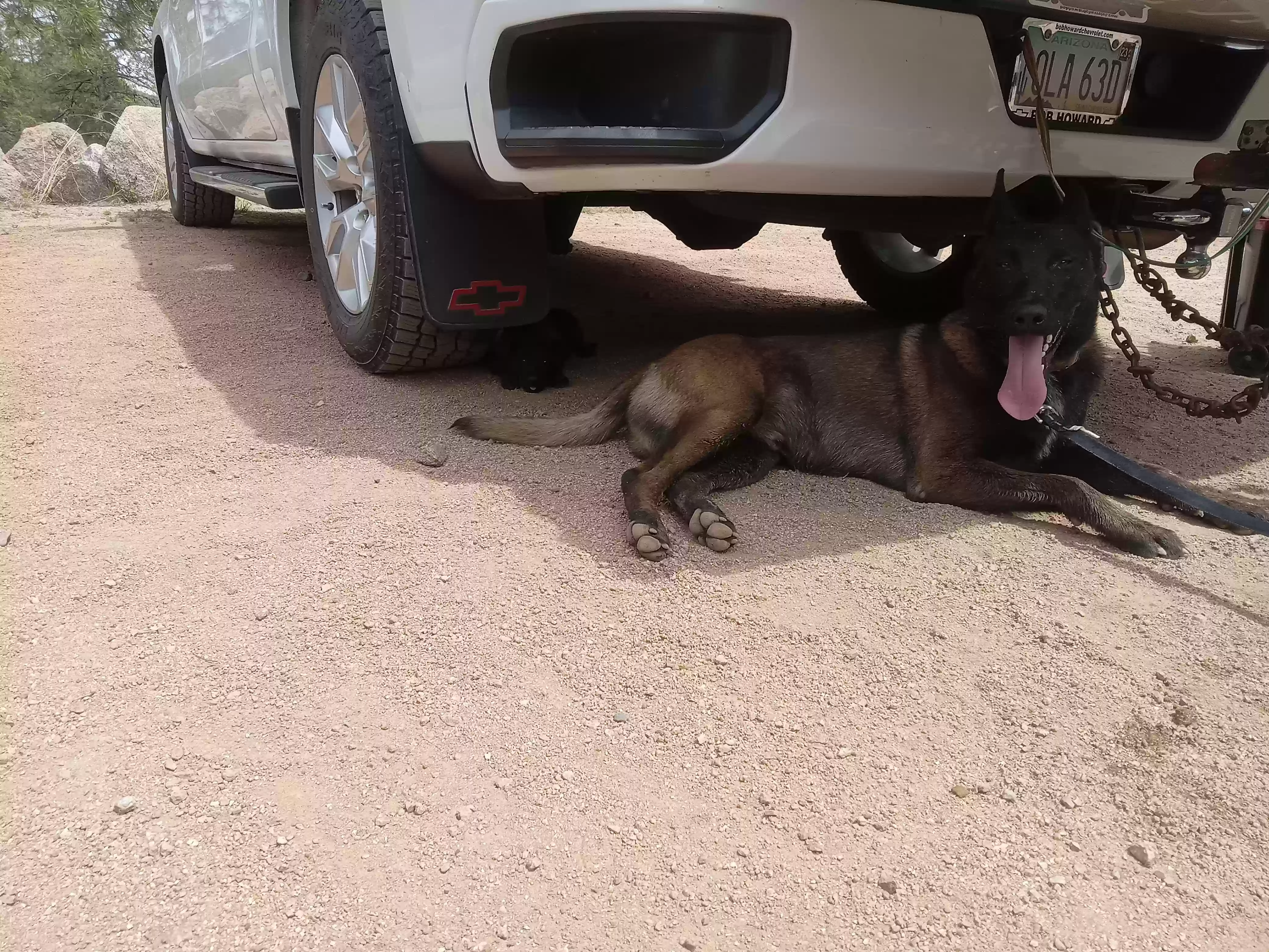 adoptable Dog in Prescott Valley,AZ named Major 