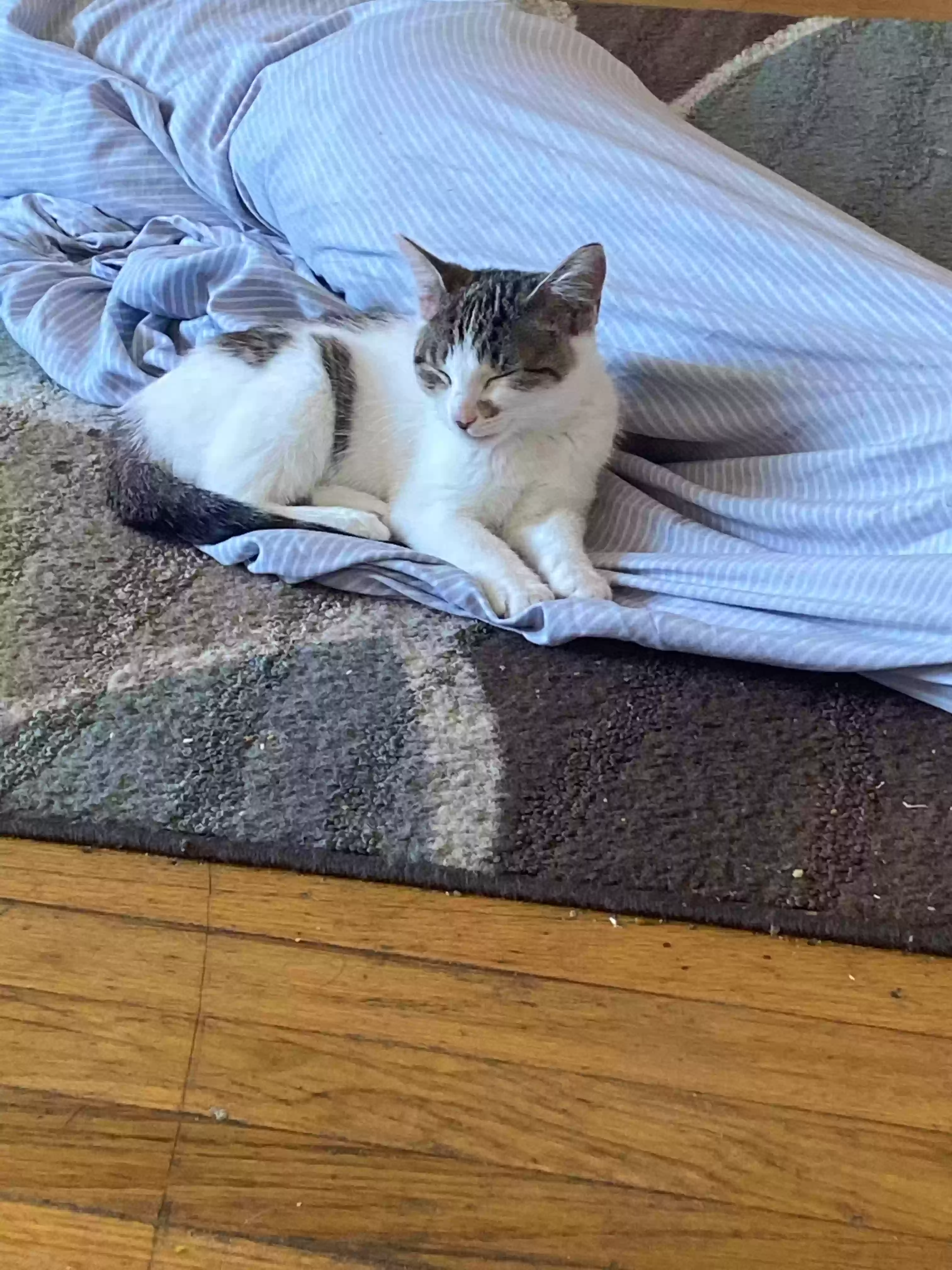 adoptable Cat in Far Rockaway,NY named Marlee