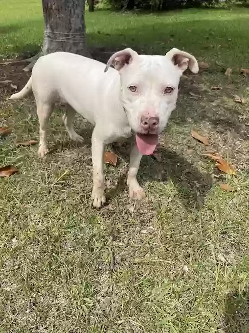 adoptable Dog in Macon,GA named Laia