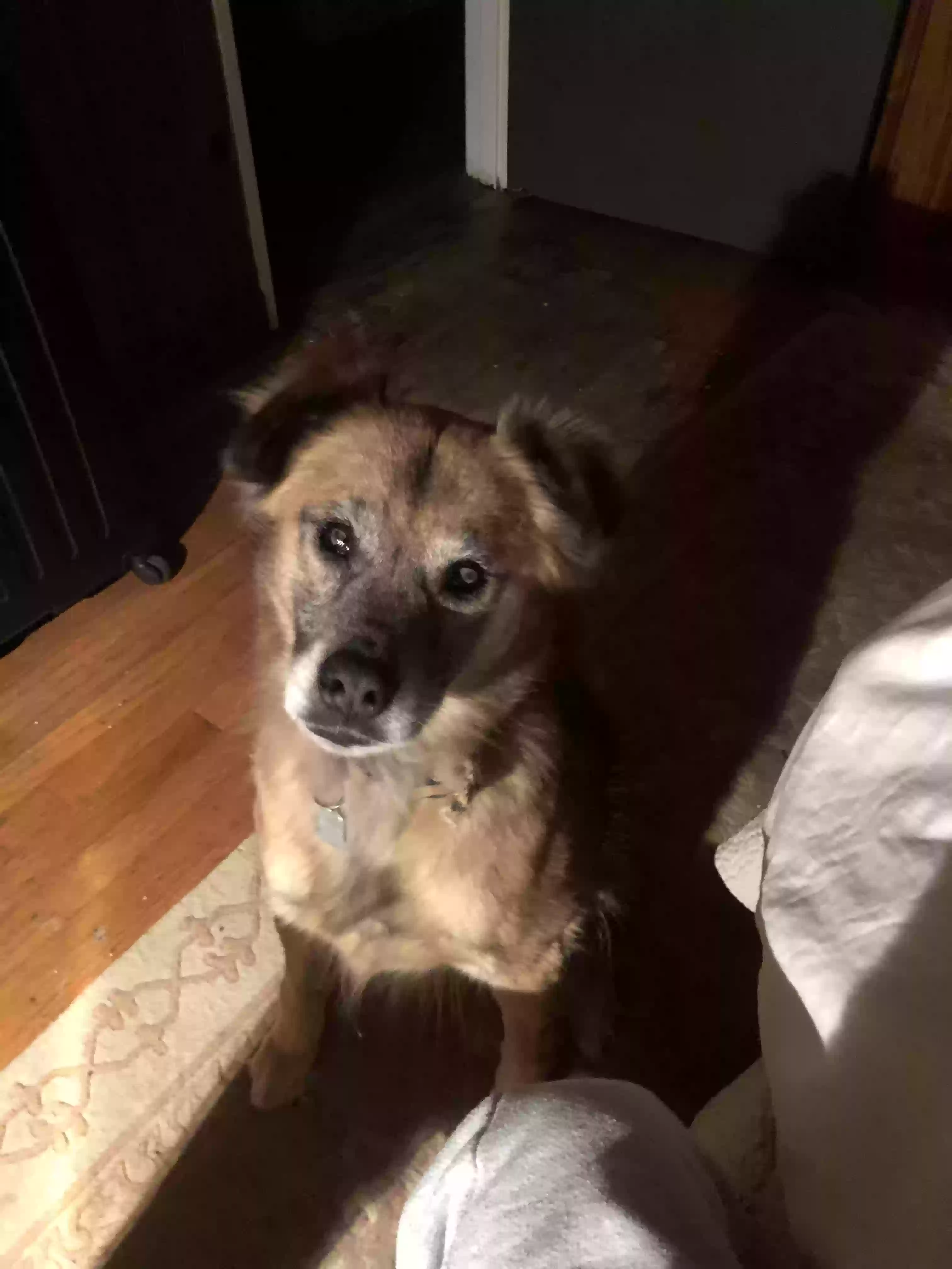 adoptable Dog in Atlanta,GA named 