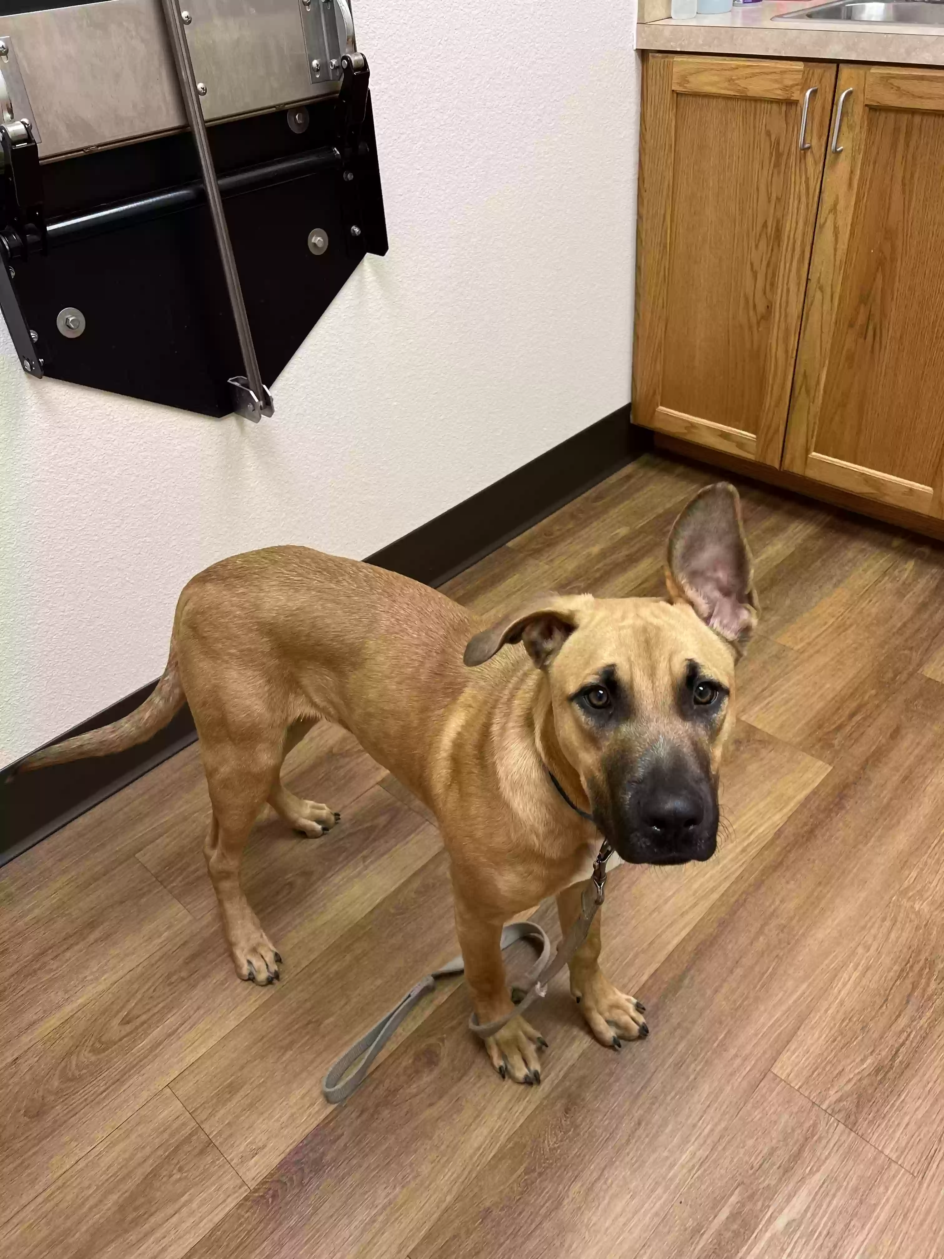 adoptable Dog in Fort Worth,TX named Tyson