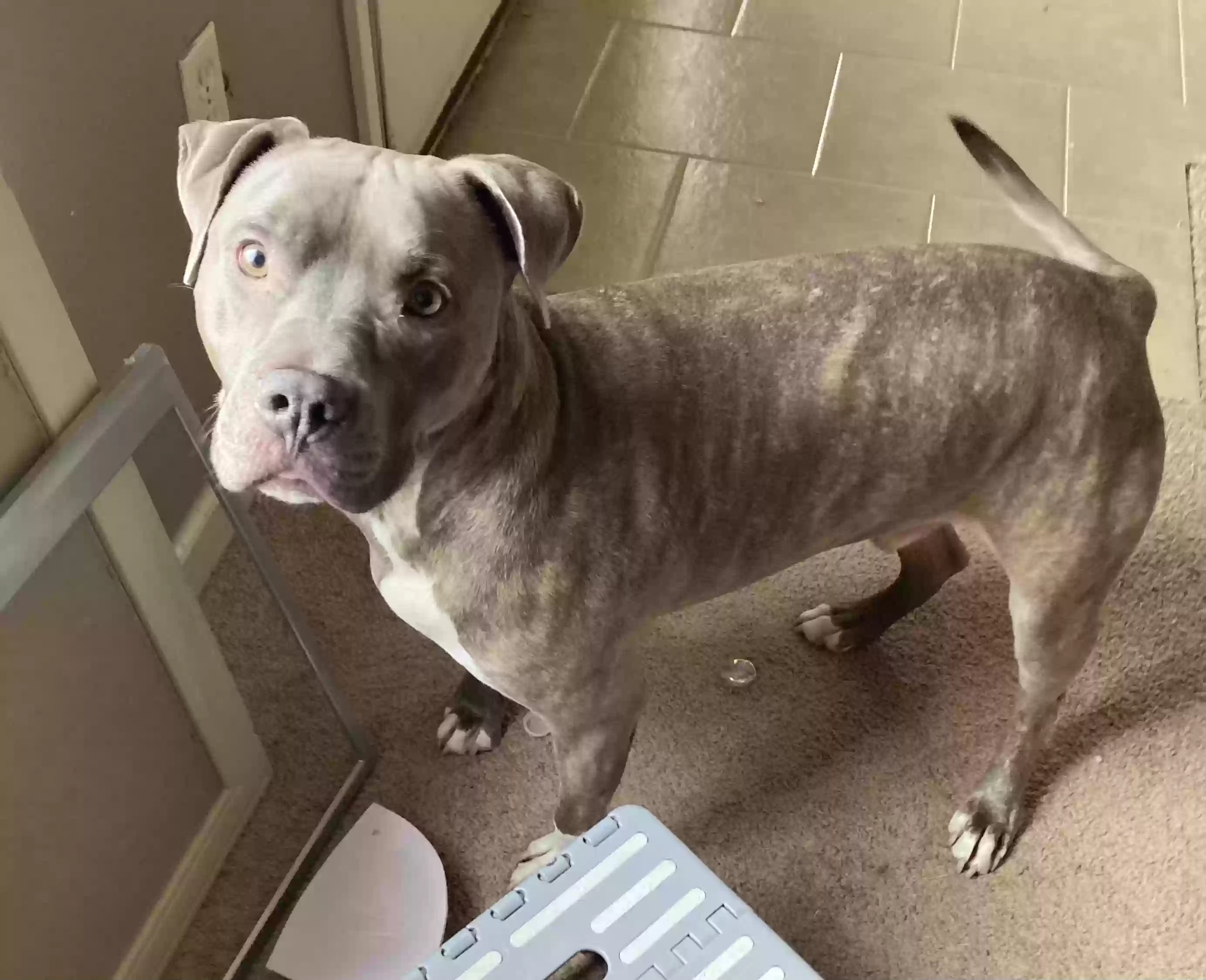 adoptable Dog in Jonesboro,AR named Tank