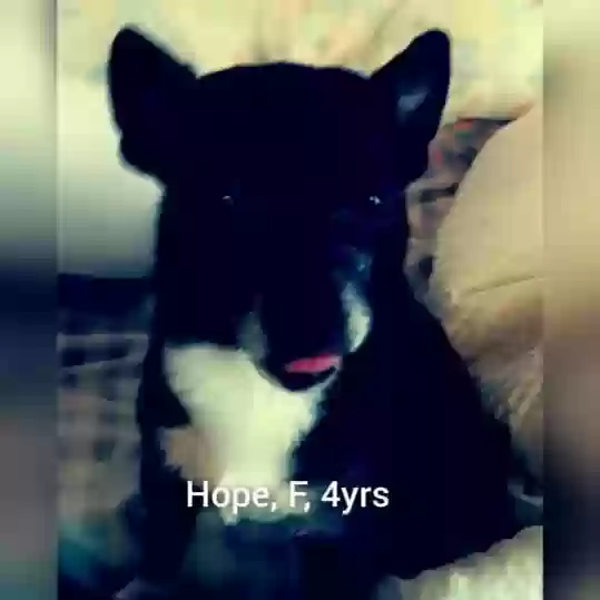 adoptable Dog in Los Banos,CA named Hope