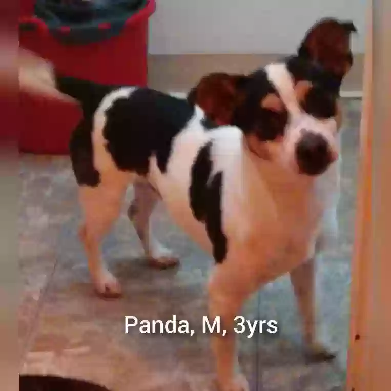 adoptable Dog in Los Banos,CA named Dean, Panda and Blue