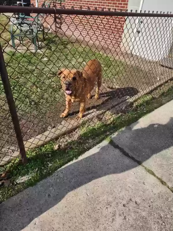adoptable Dog in Detroit,MI named Buddy