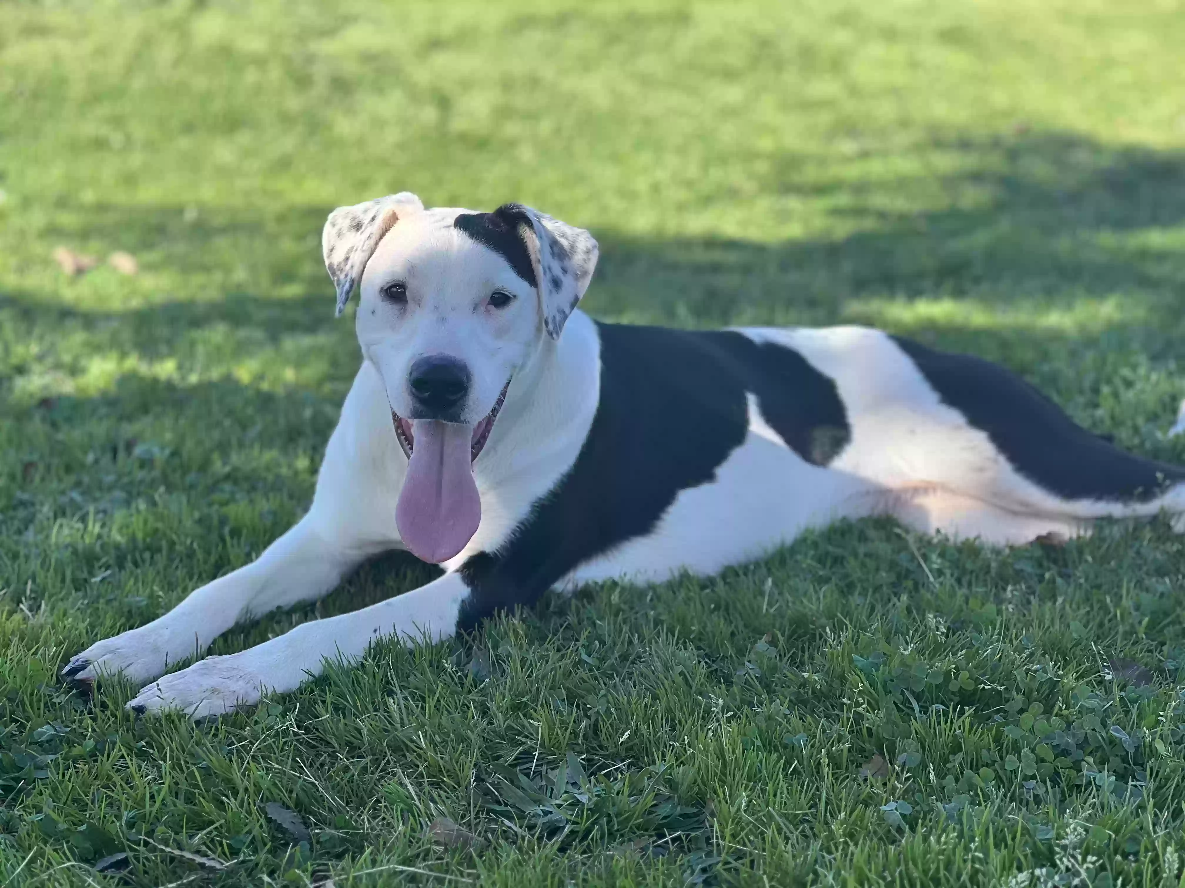 adoptable Dog in Citrus Heights,CA named Sweets