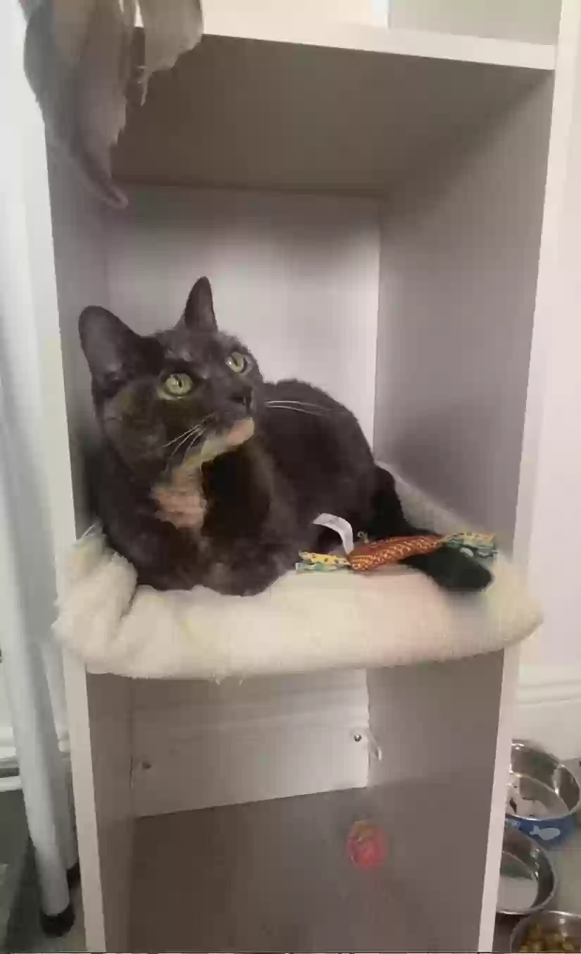 adoptable Cat in Fort Lauderdale,FL named Misty