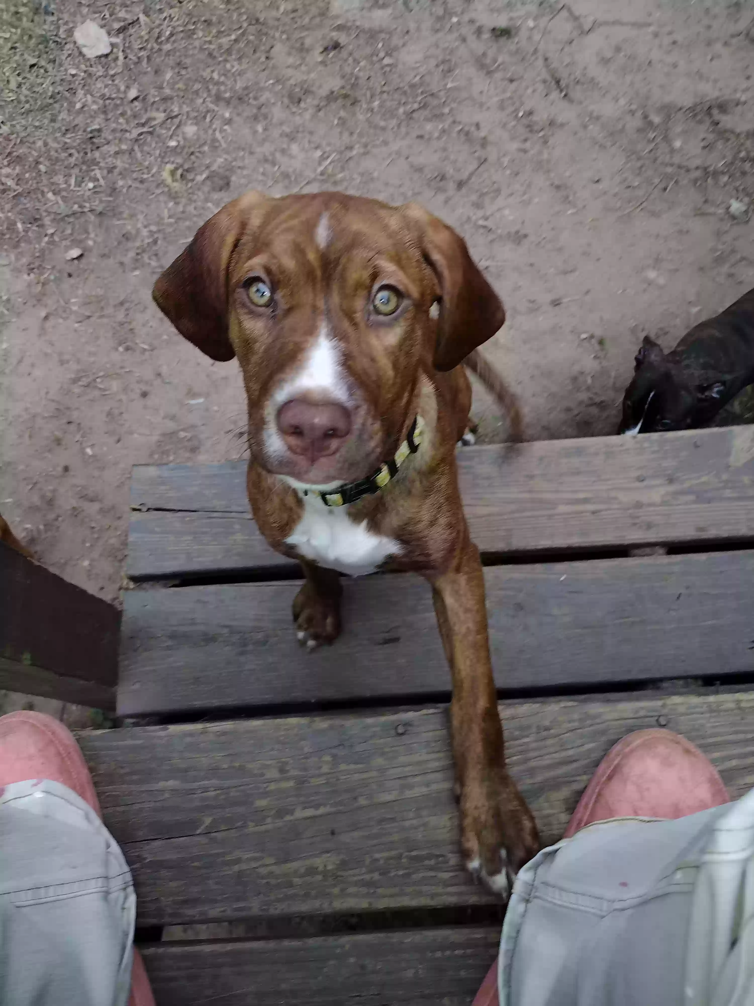 adoptable Dog in Milledgeville,GA named Jenny