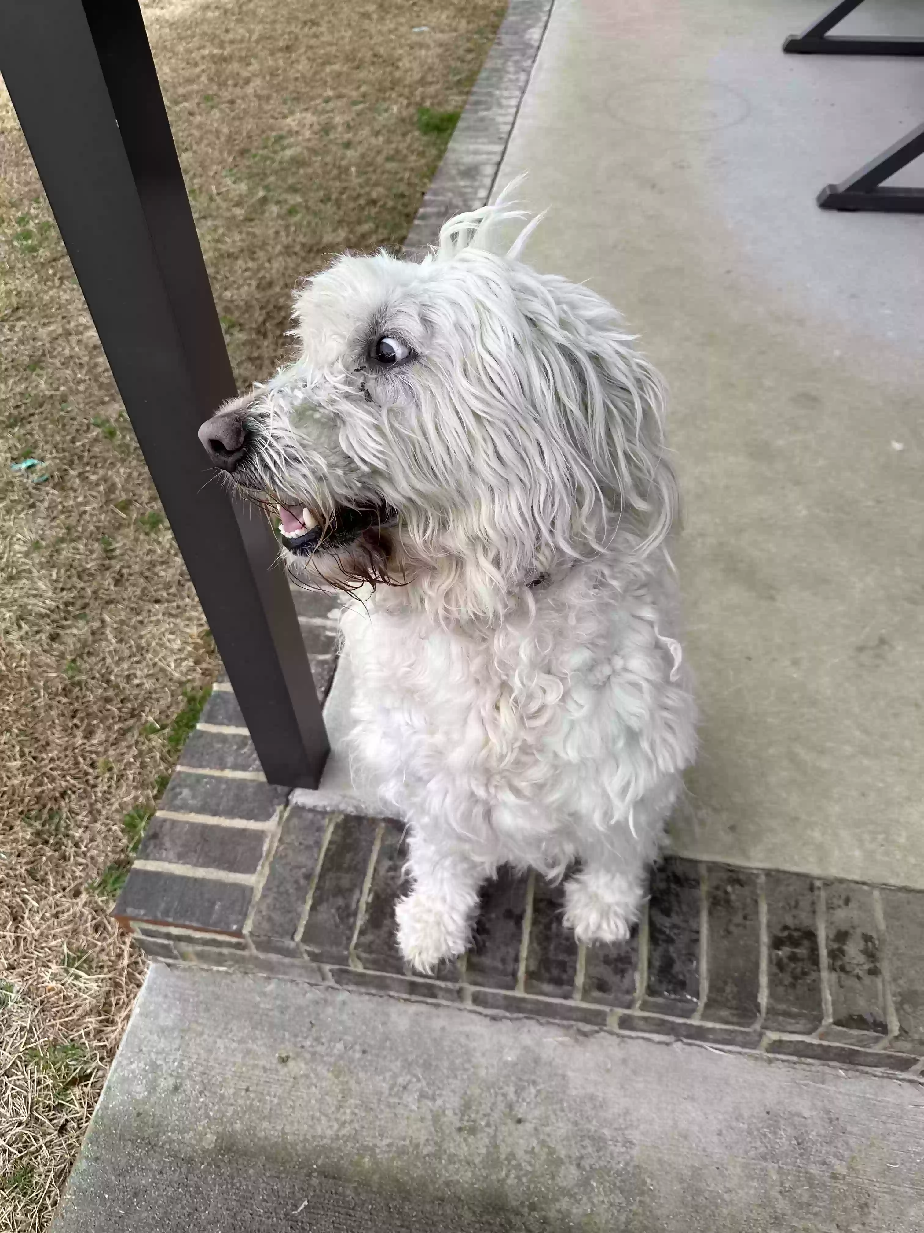 adoptable Dog in Athens,AL named Major