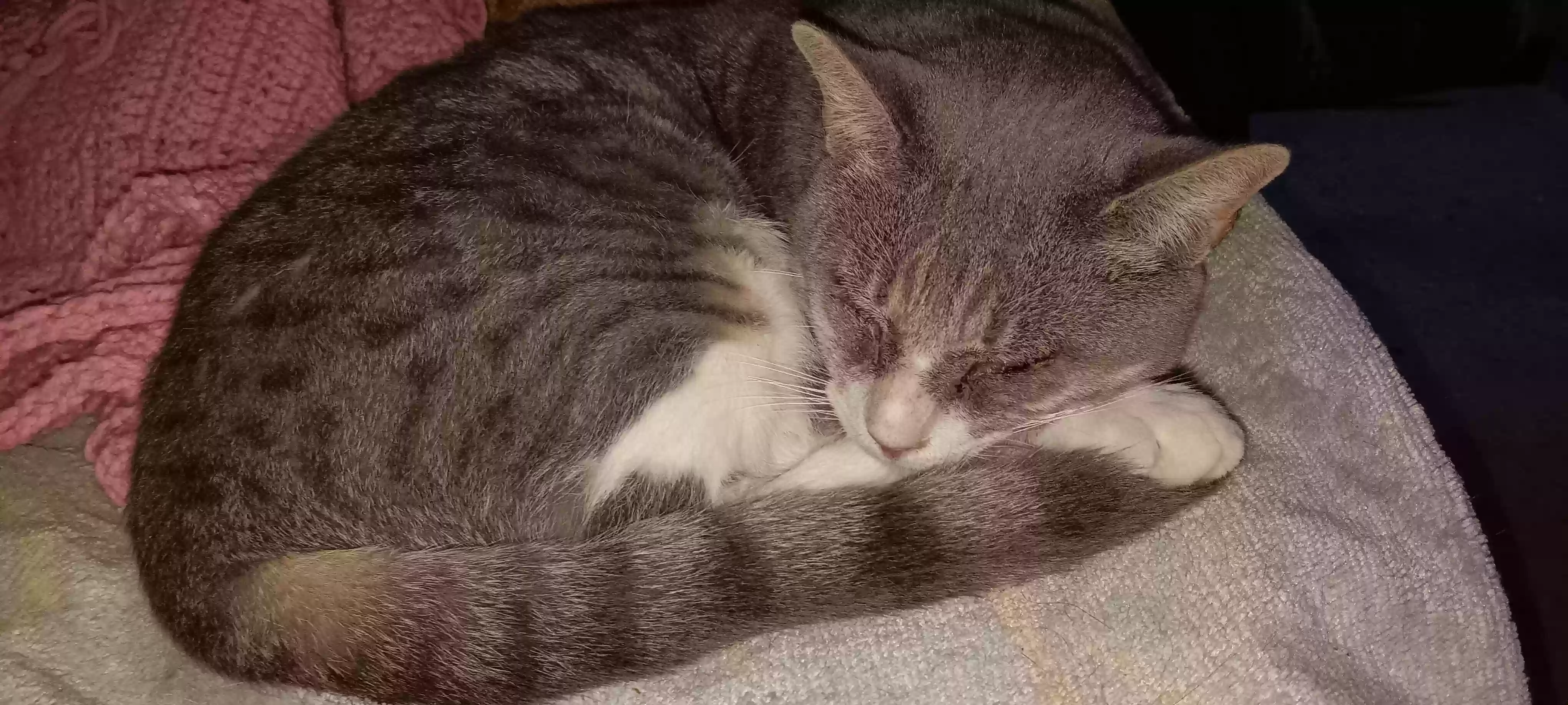 adoptable Cat in Greenbush,VA named Tiny