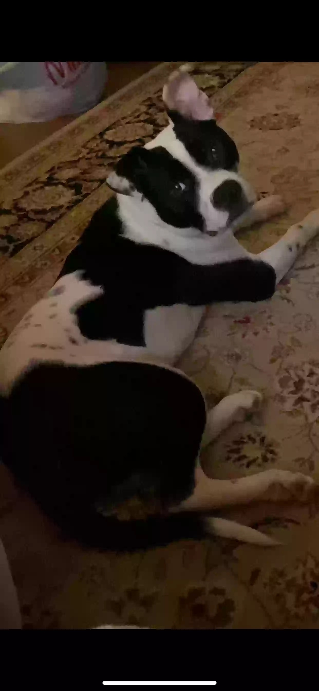 adoptable Dog in Kalamazoo,MI named Loki
