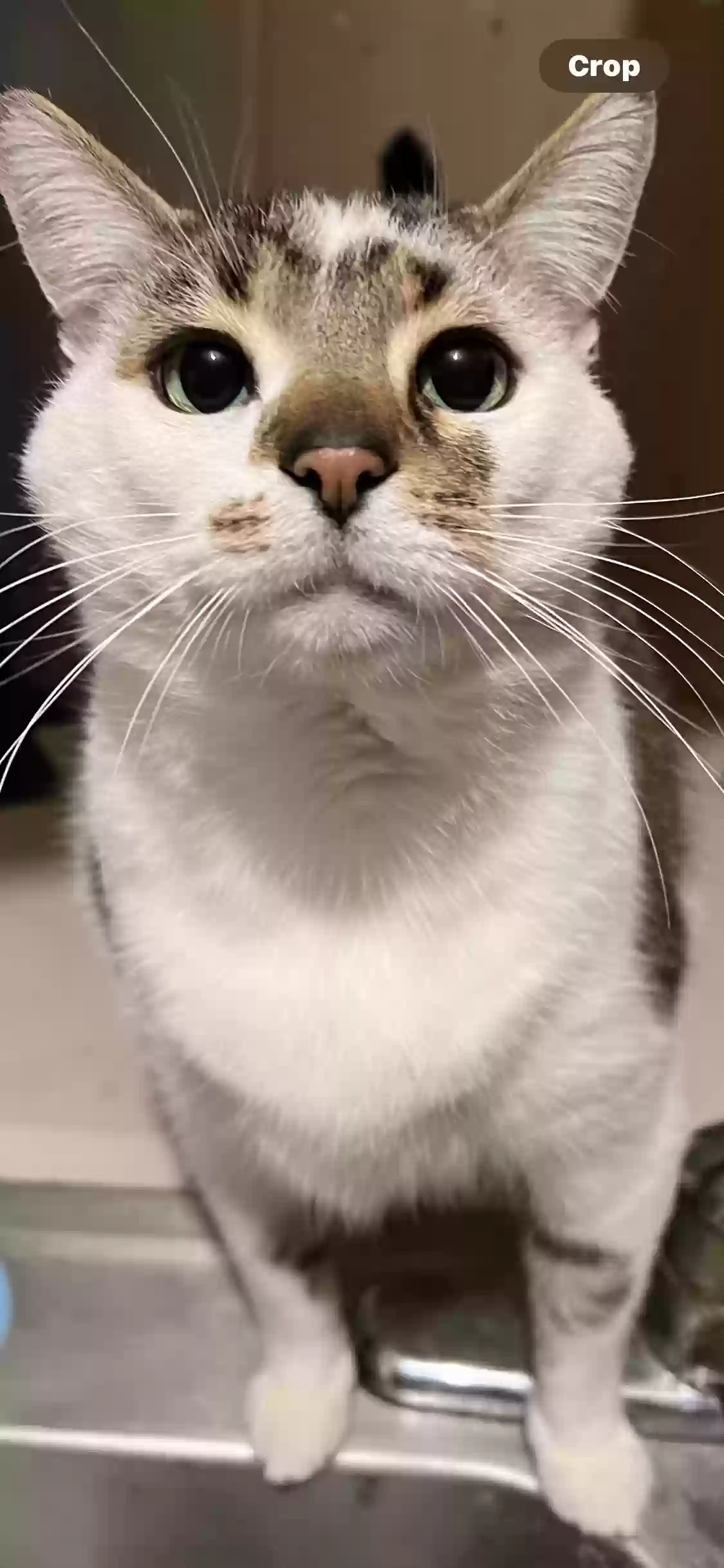 adoptable Cat in Mount Clemens,MI named Bandit & Pookie