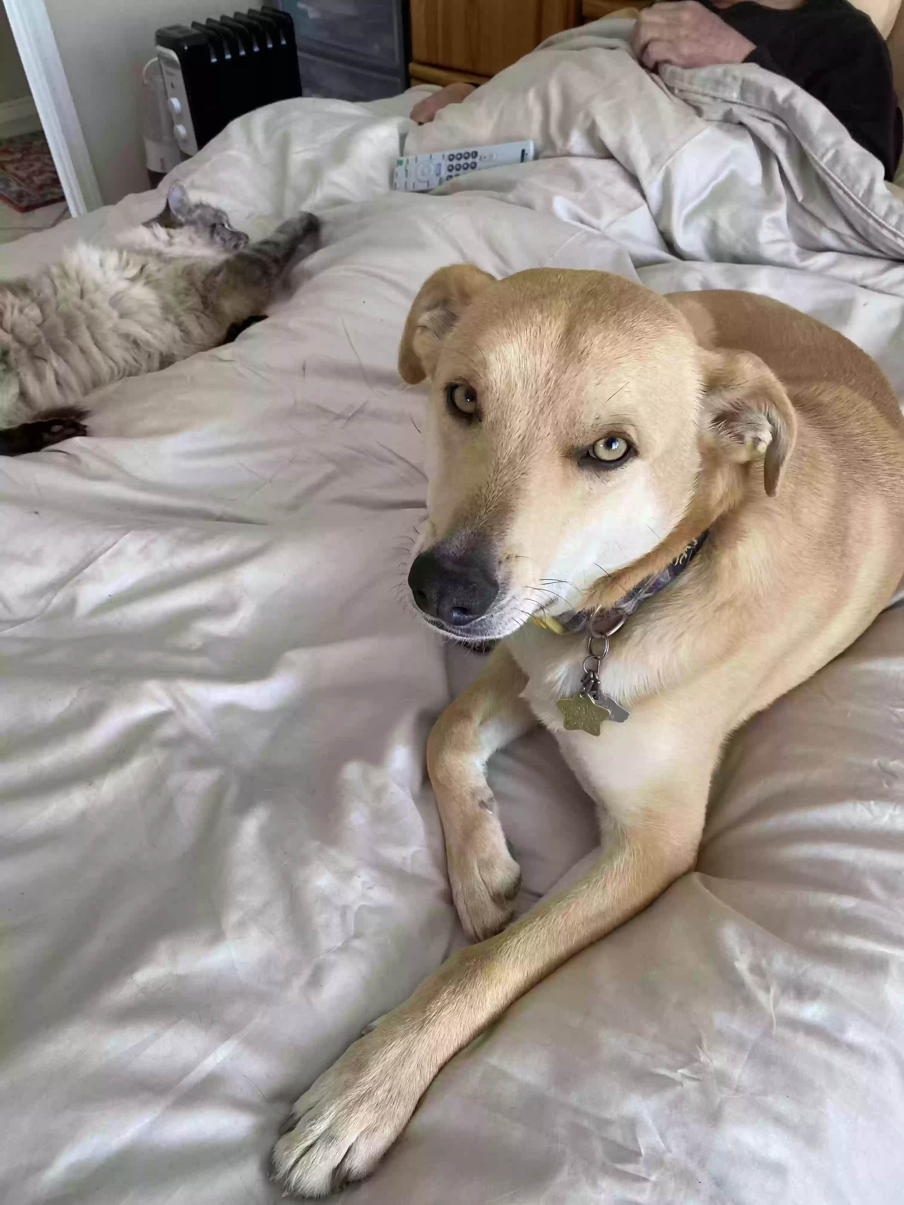 adoptable Dog in Lamoille,NV named Sundance