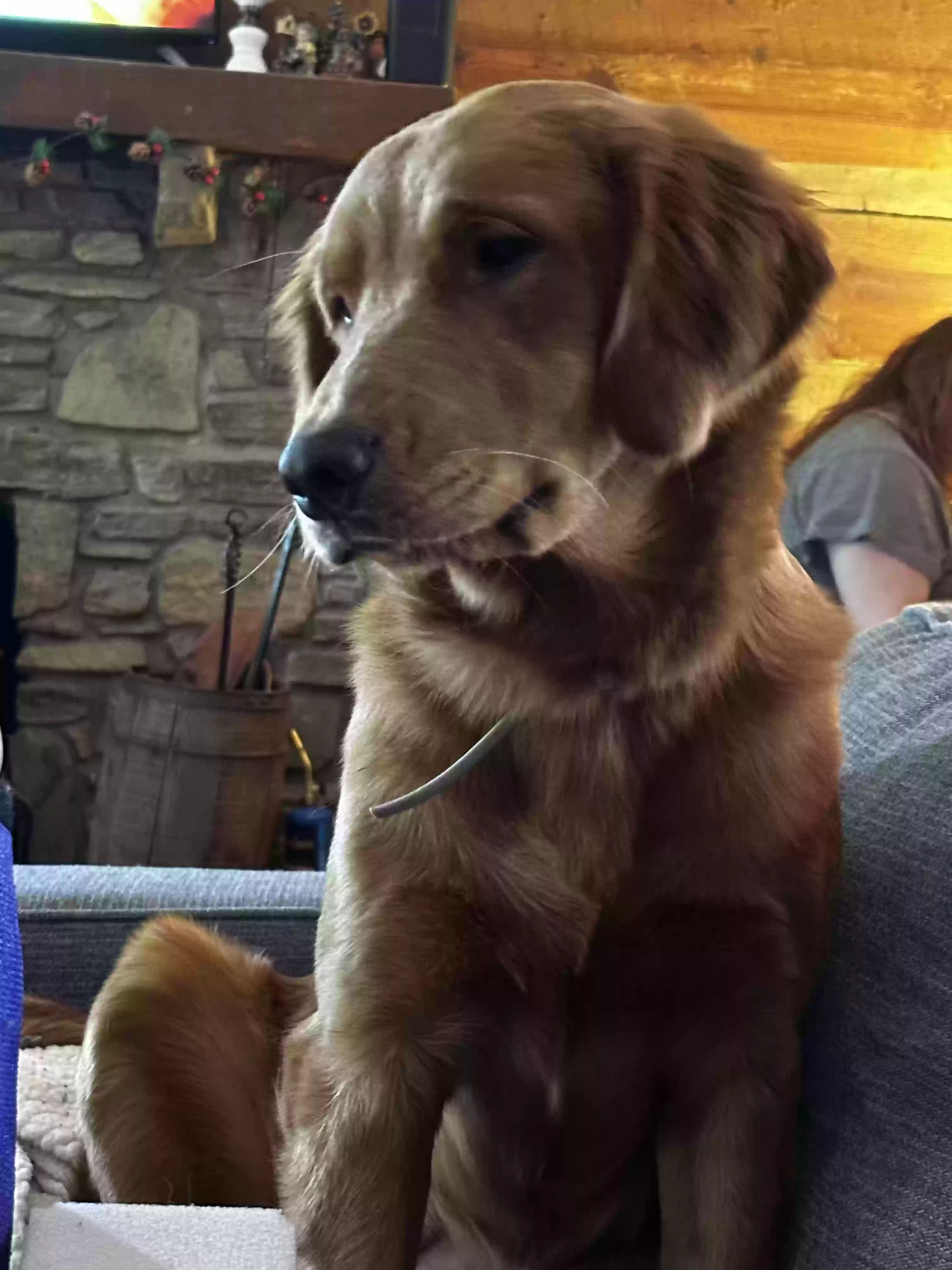 adoptable Dog in Kernersville,NC named Athena