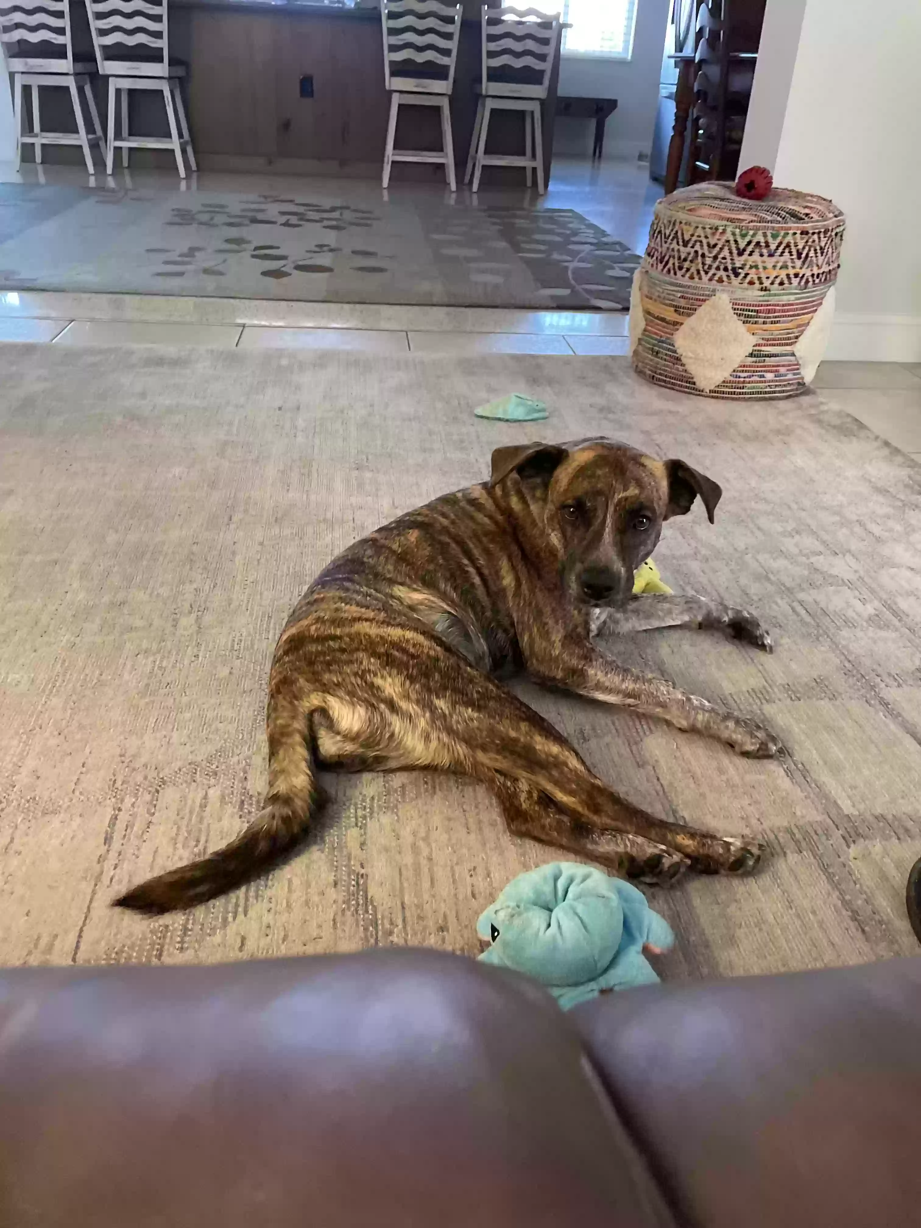 adoptable Dog in Sun City Center,FL named Lulu