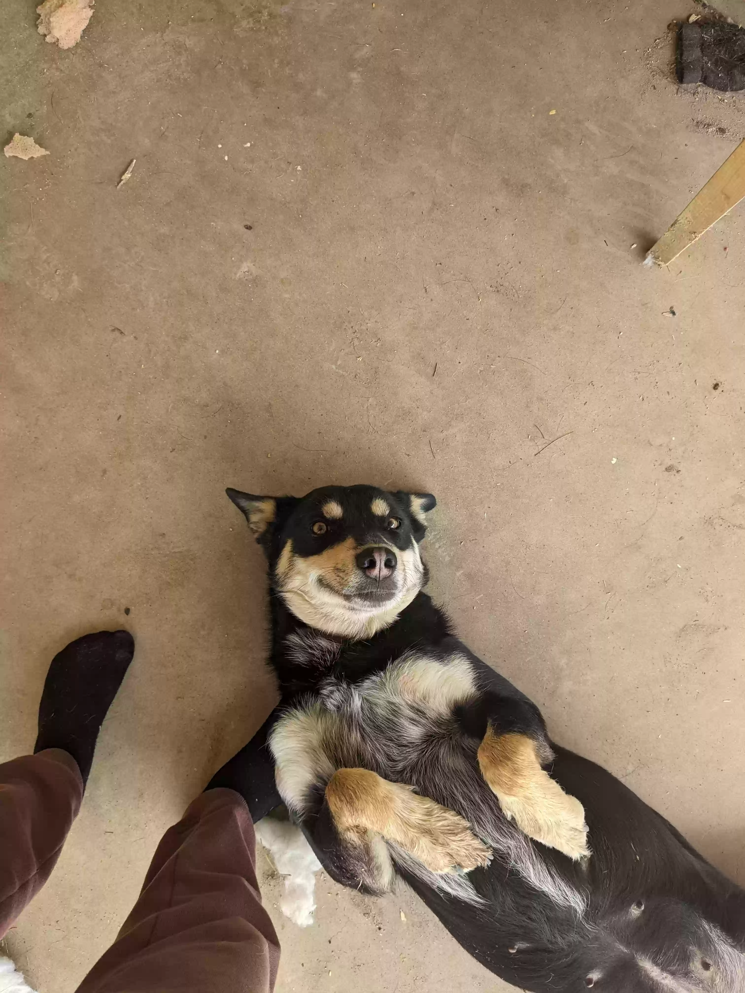 adoptable Dog in Buckeye,AZ named Nala