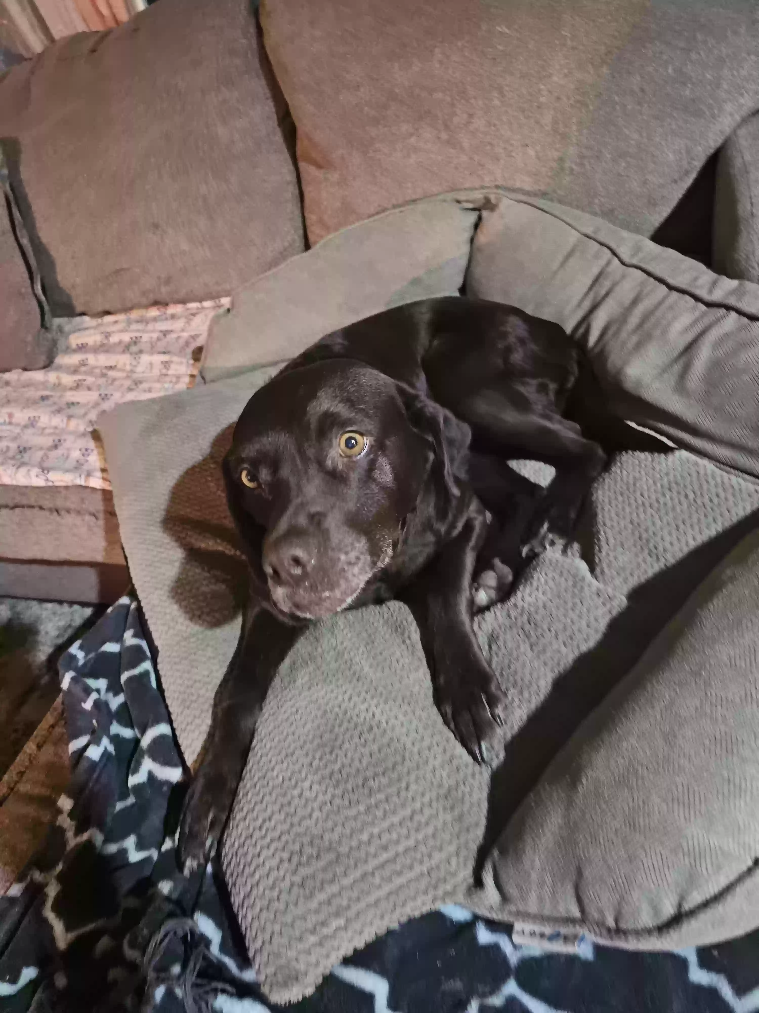 adoptable Dog in Floyd,VA named Abby